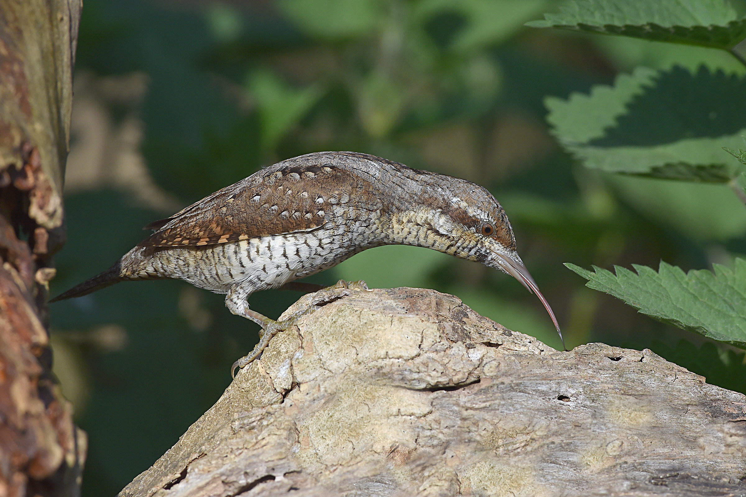 Storie di piume 10  ( Torcicollo )