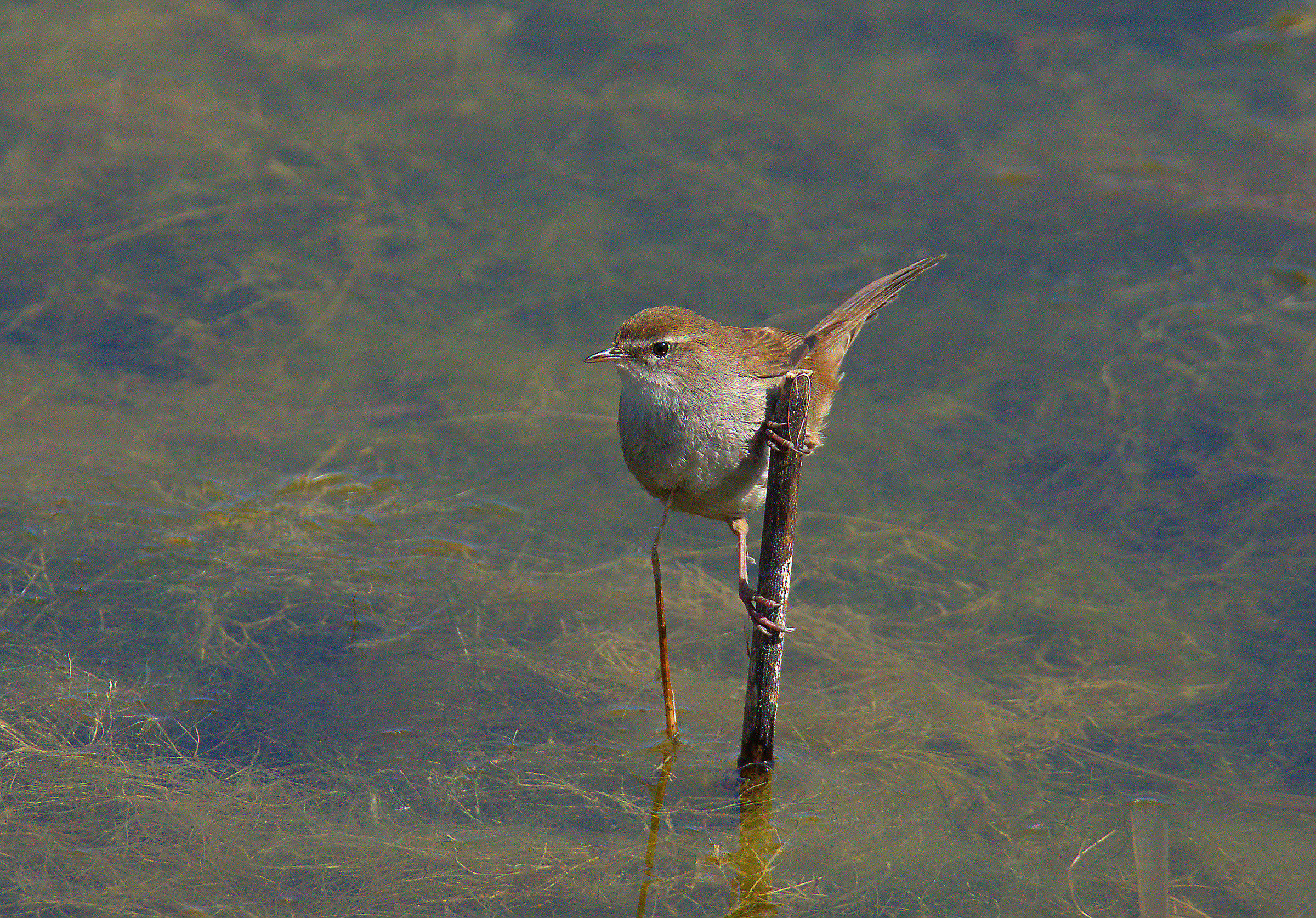 Cetti's Warbler