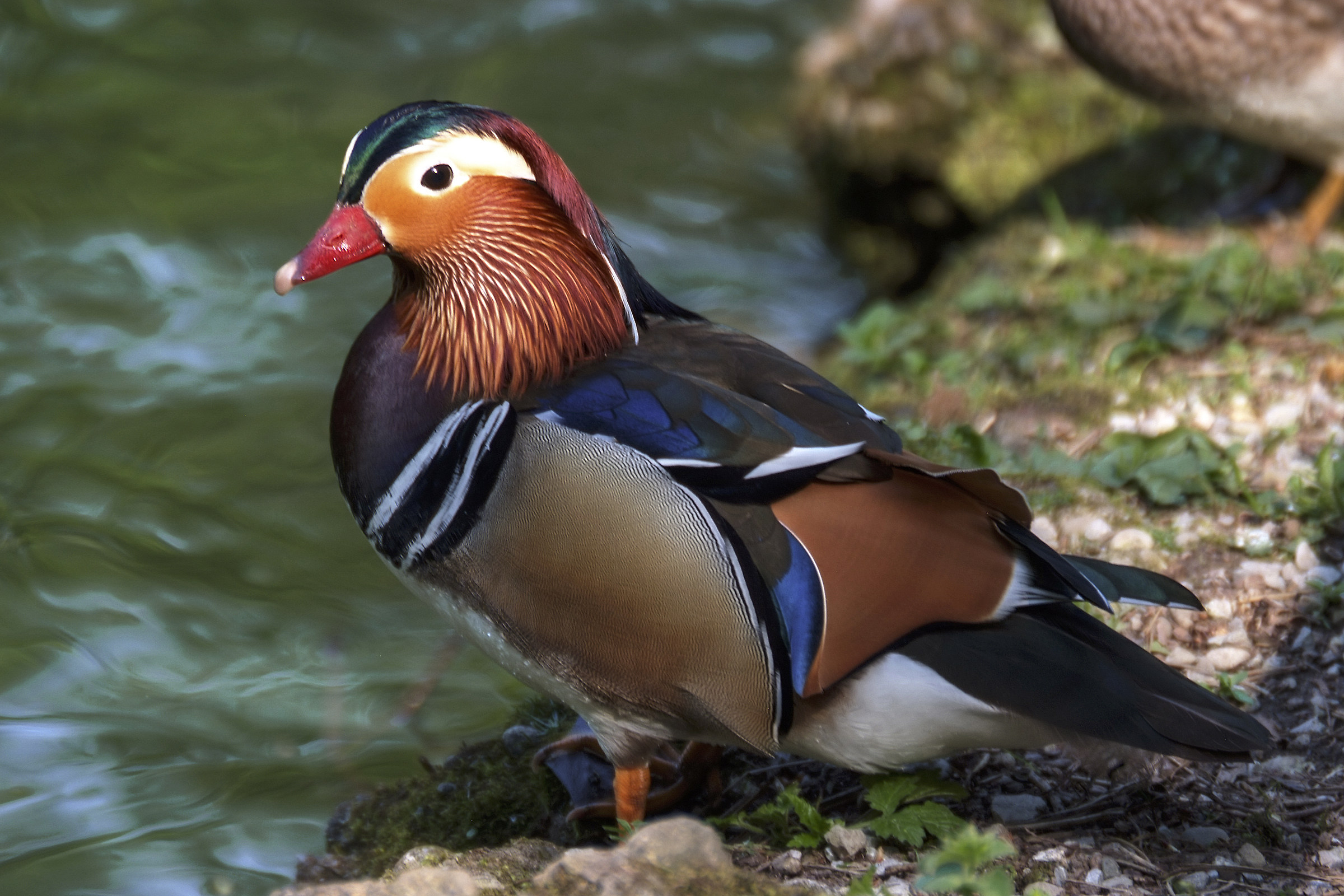 Aix galericulata, Anatra Mandarina-Giardini Reali Monza