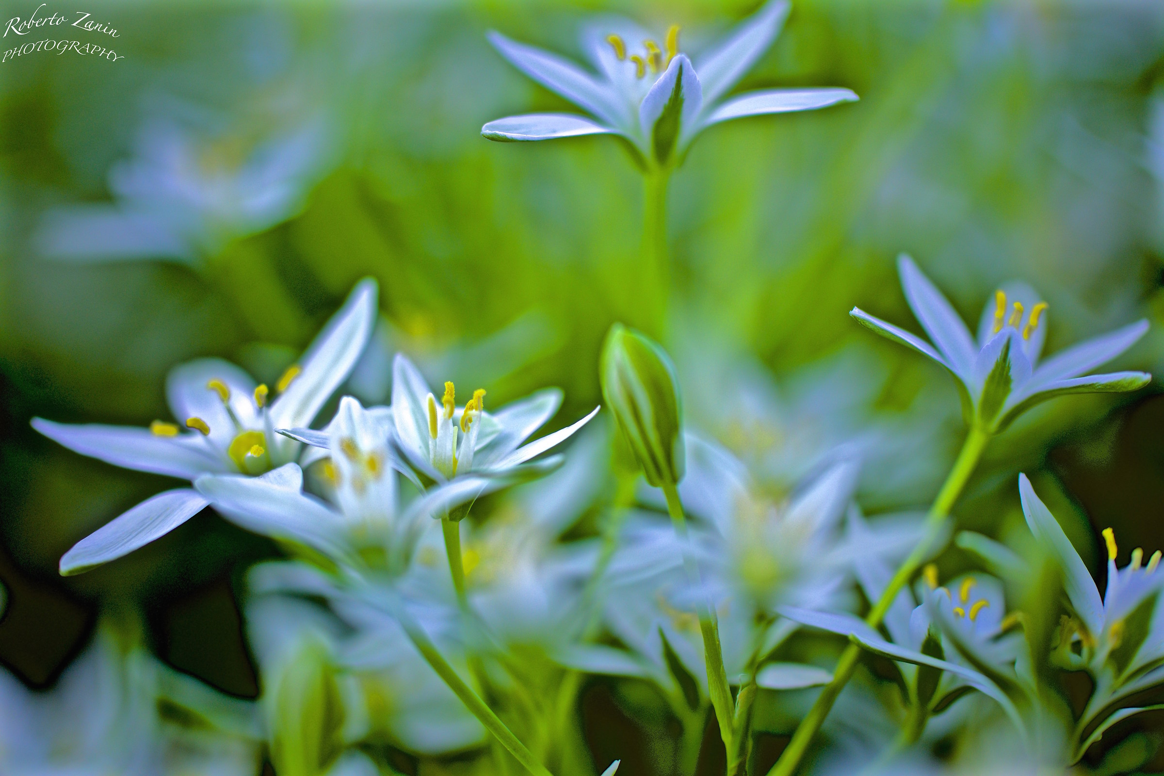 Ornithogalum umbellatum L. - Latte di gallina comune