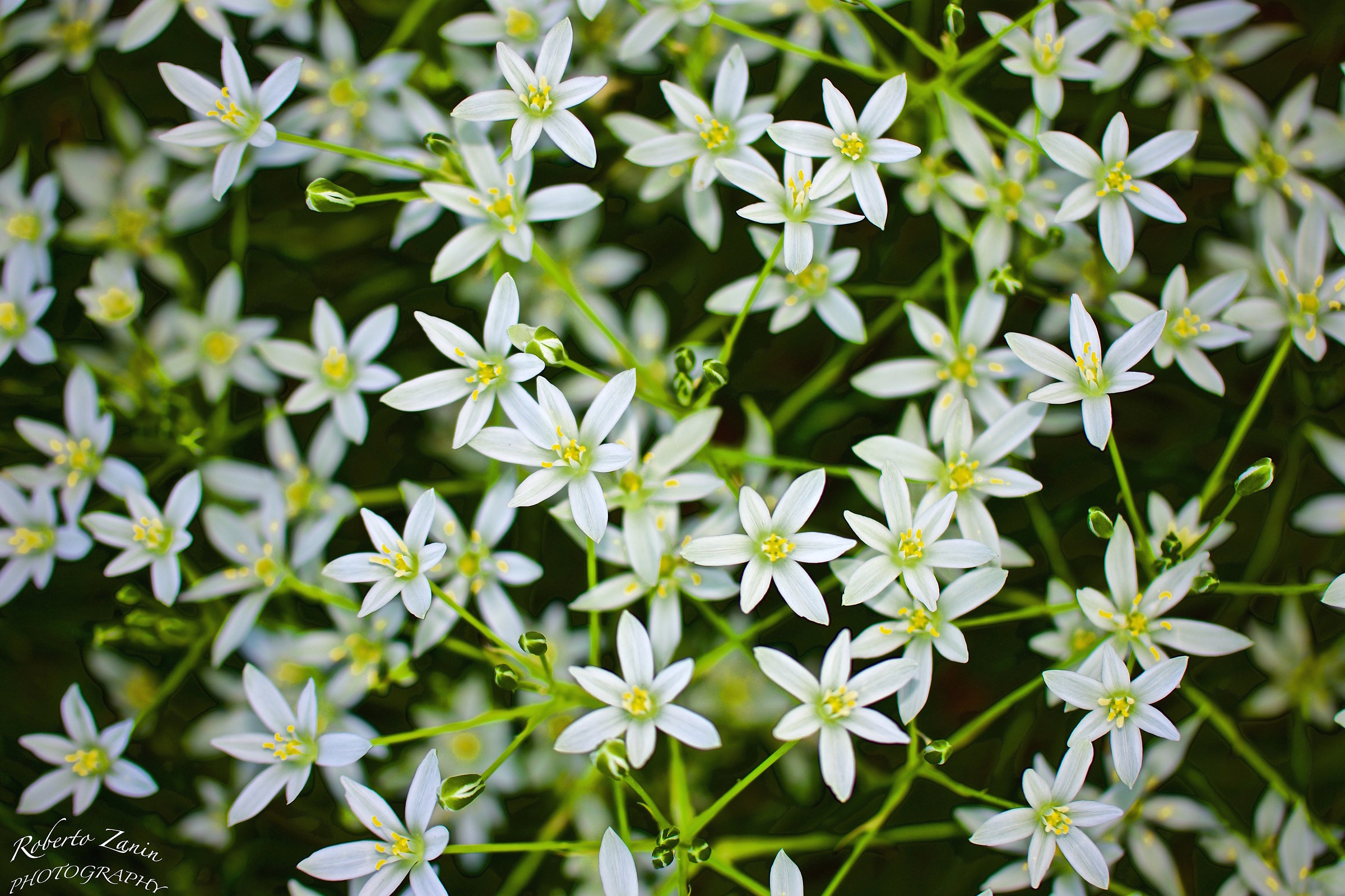 Ornithogalum umbellatum L. - Latte di gallina comune