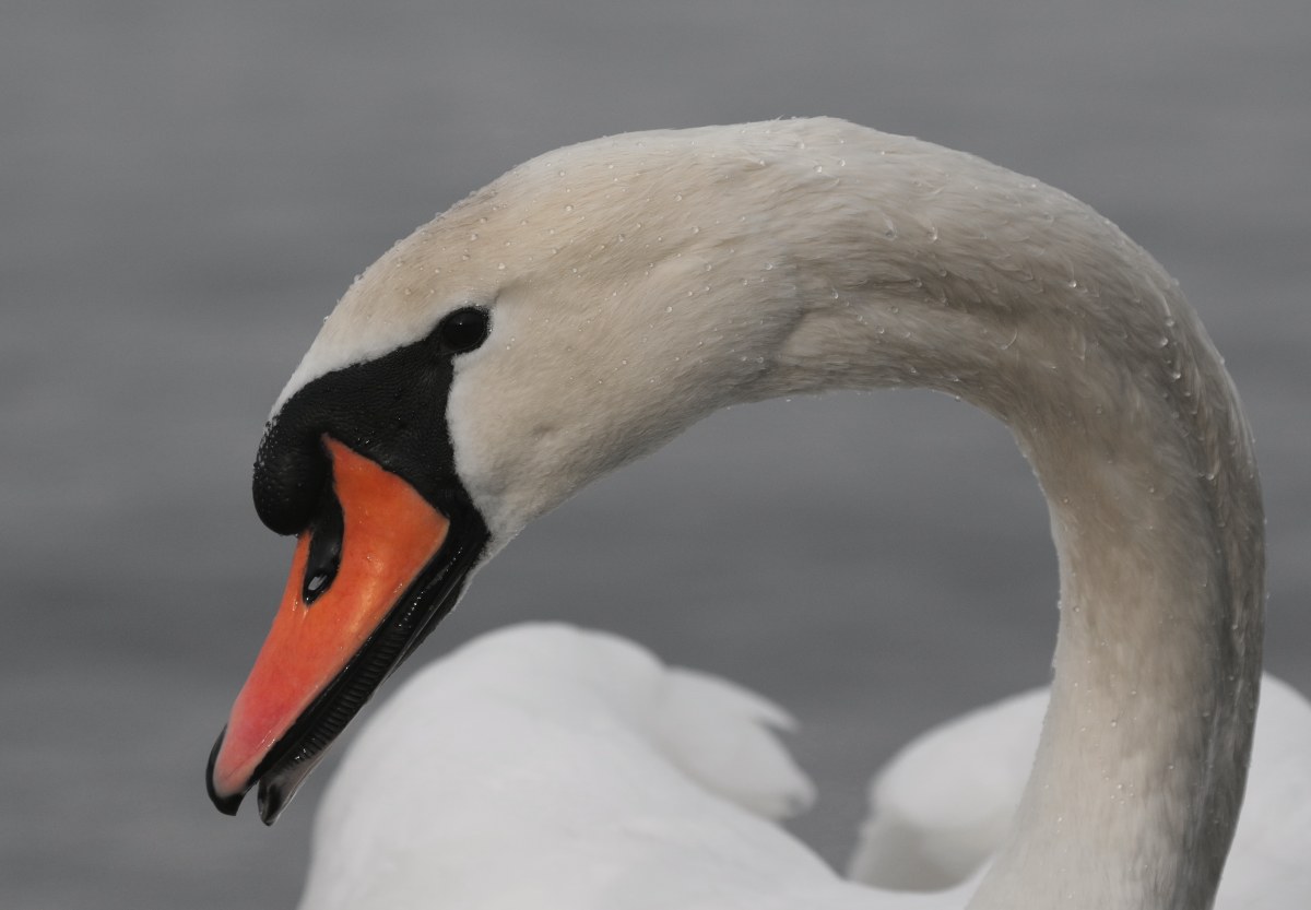 swan portrait