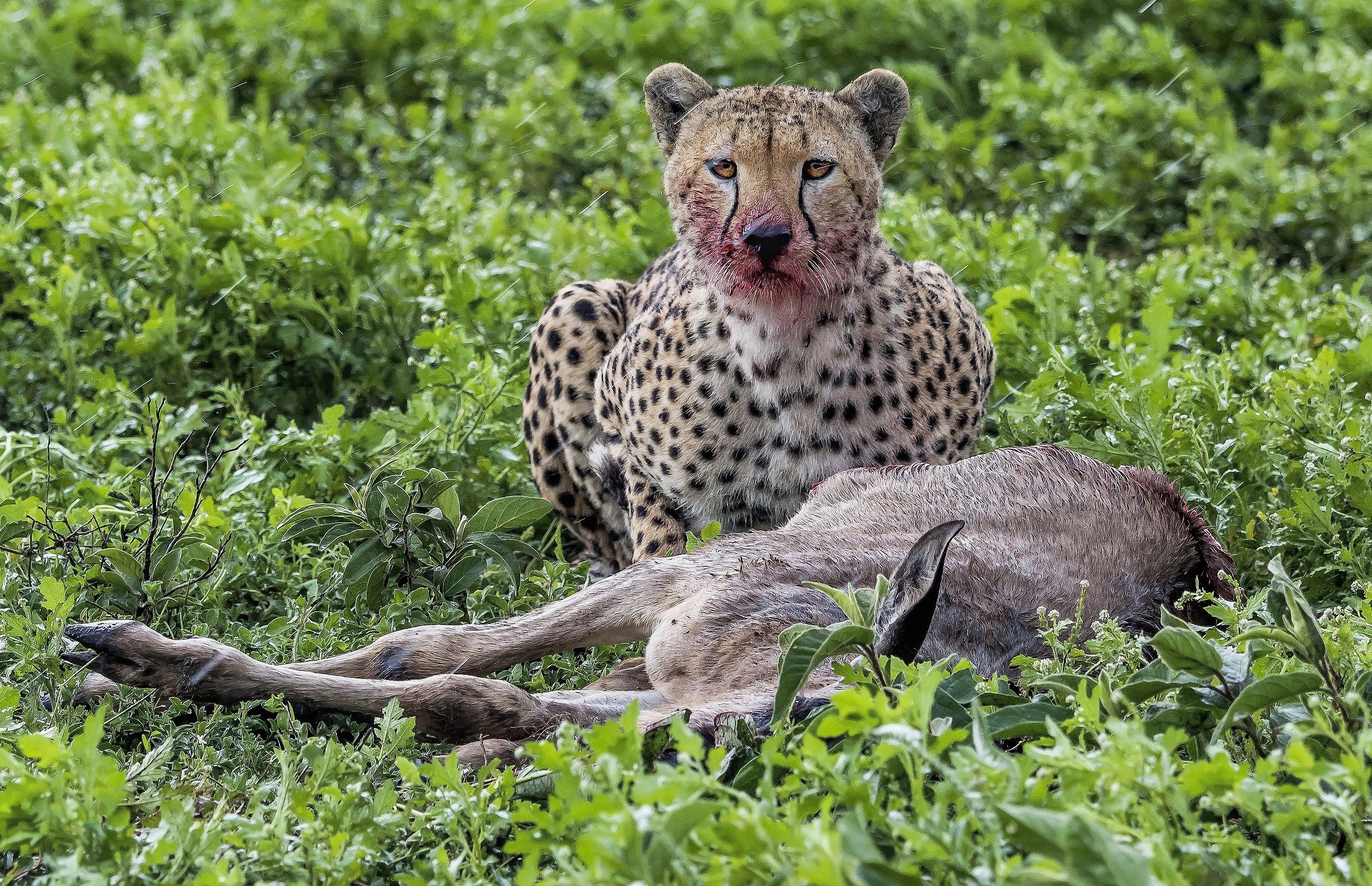 Tanzania 2017 - Sotto la pioggia