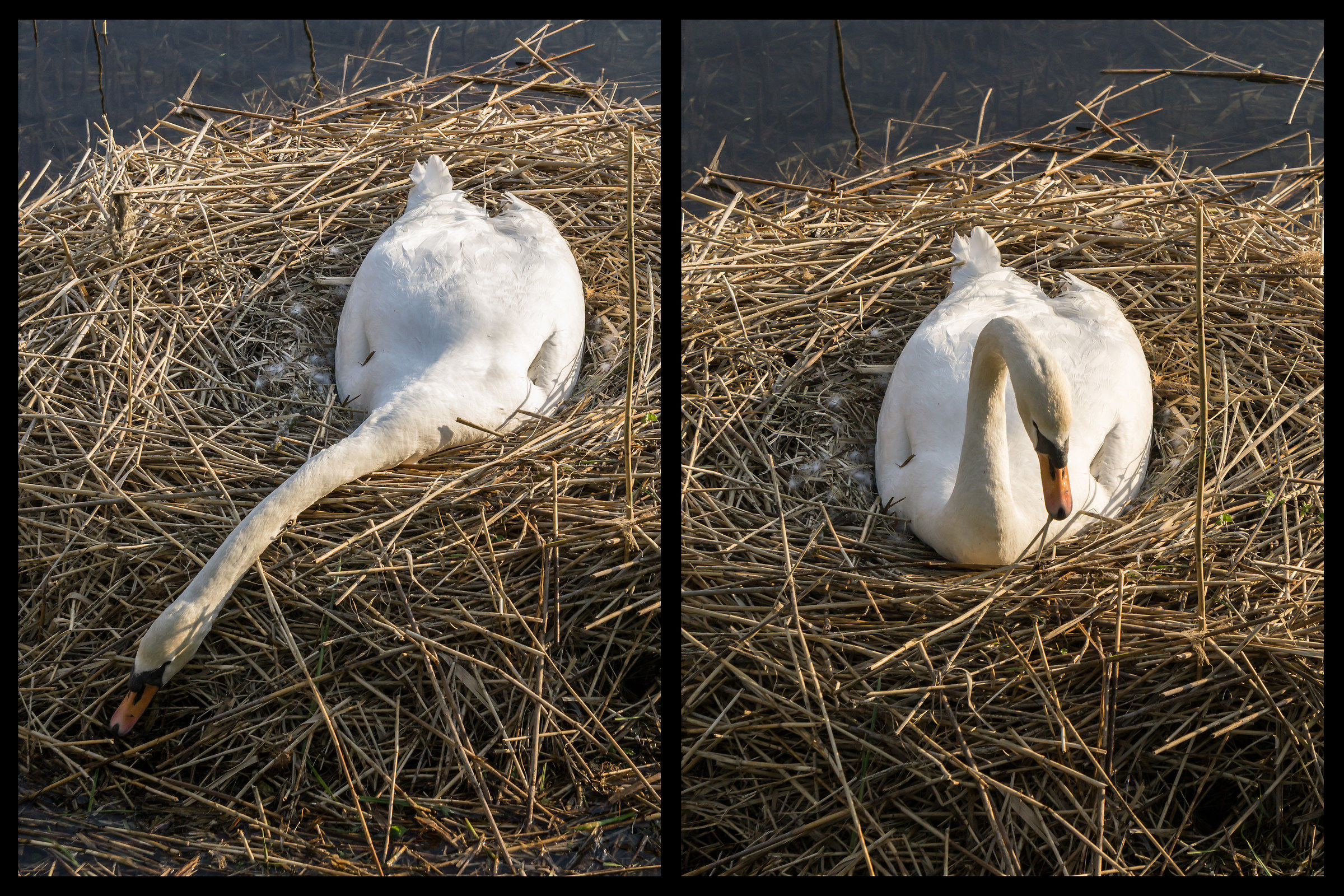 Female widening the nest and hatching