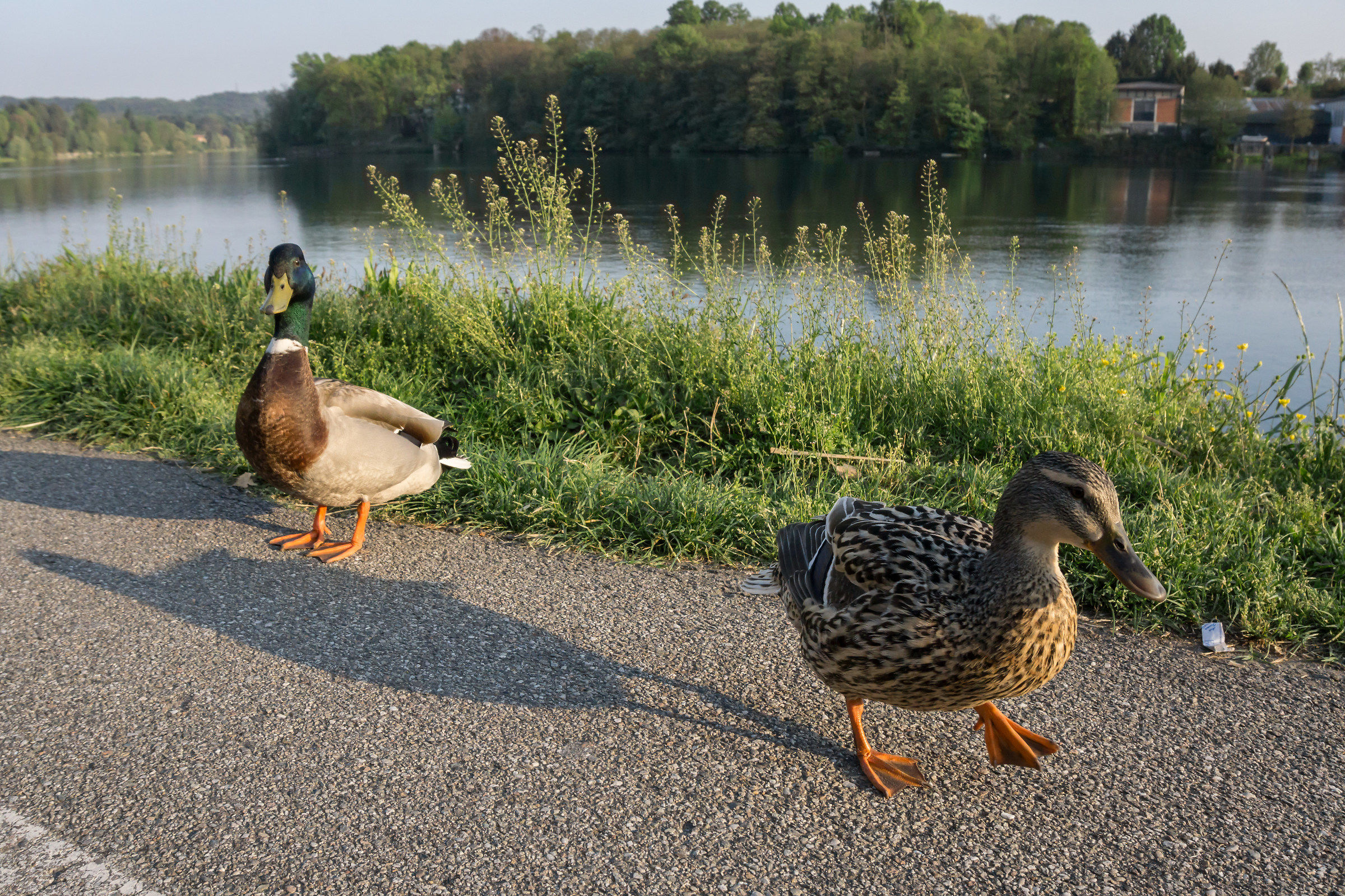 Pair of young ducks - 2