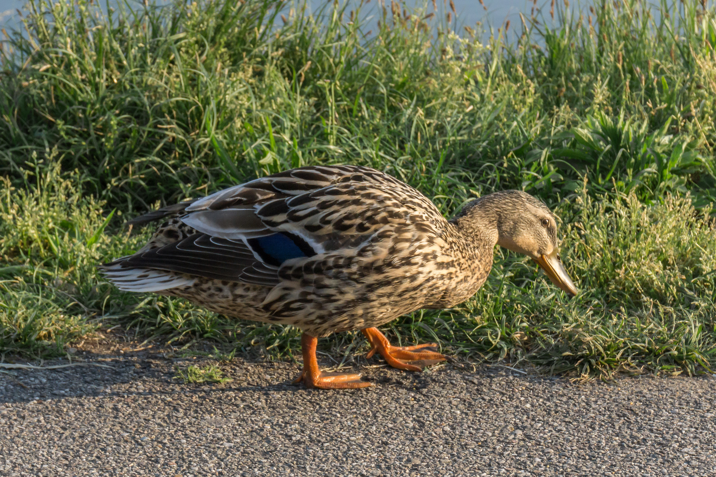 Young female mallard towpath