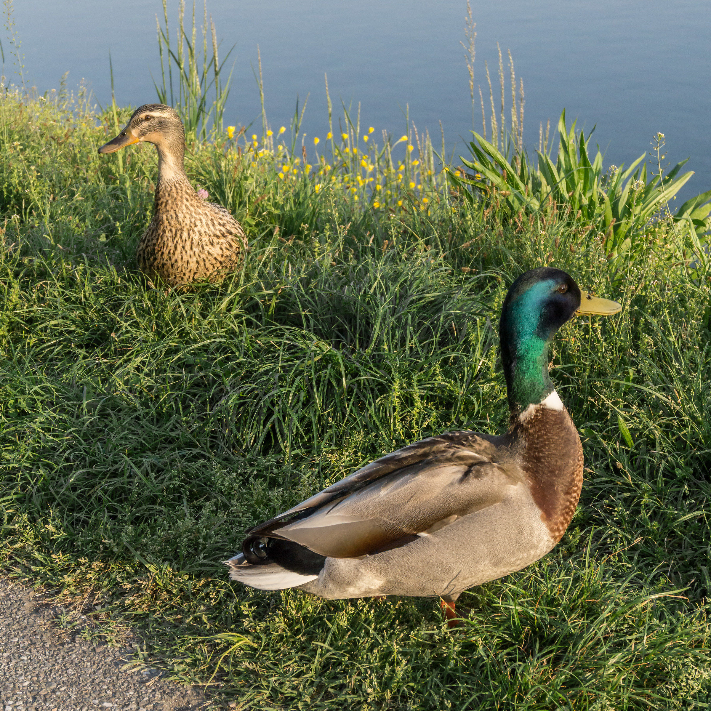 Young Couple Germans towpath - 1