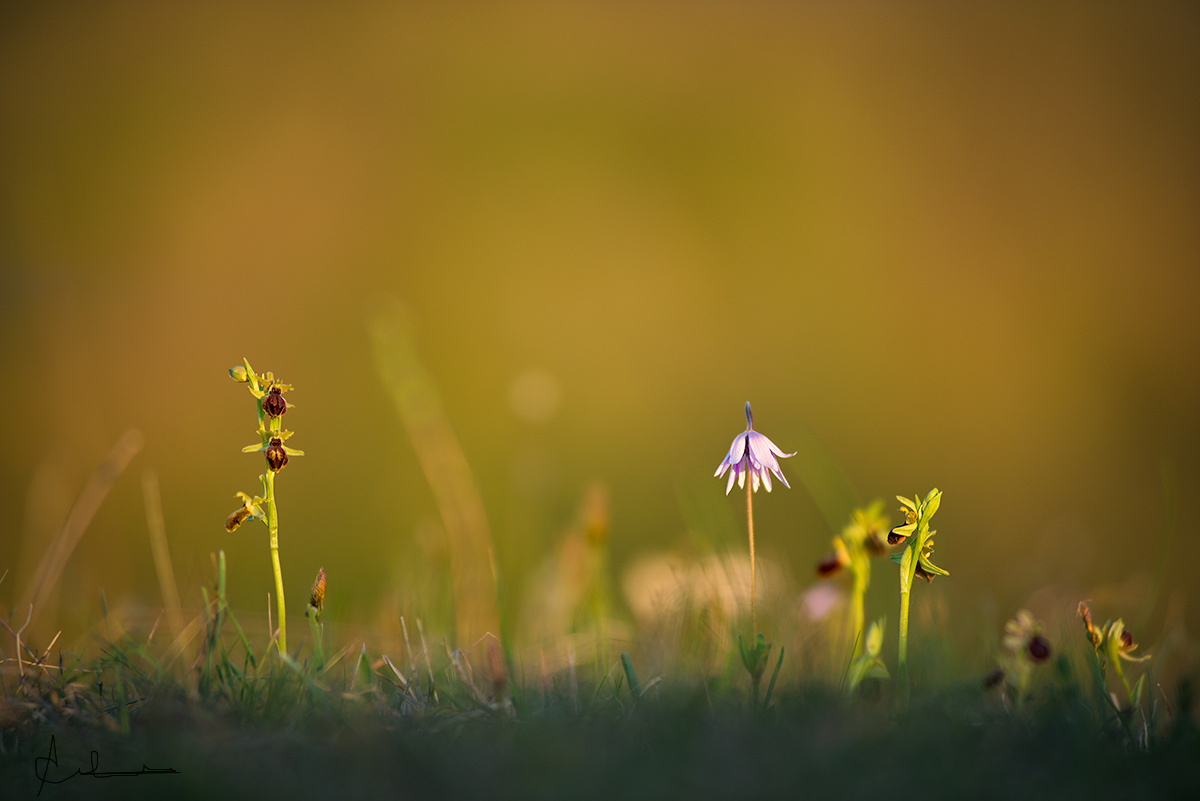 A flower between two plants.