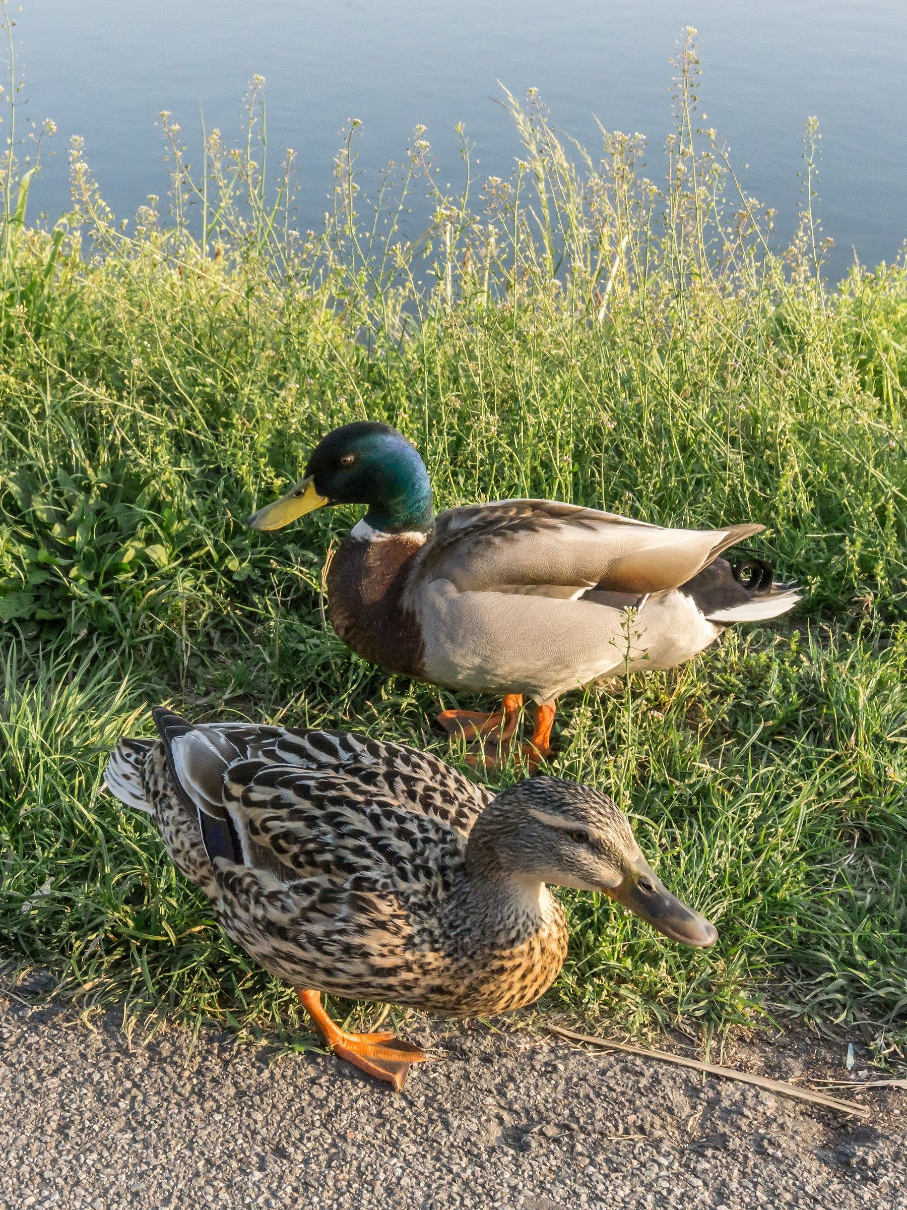 Young Couple Germans towpath - 2