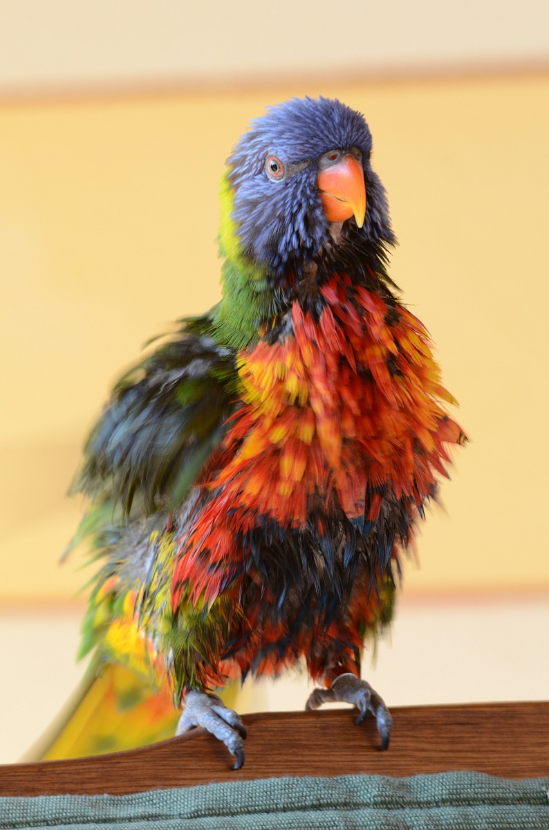 (Lilo) Lorichetto Arcobaleno