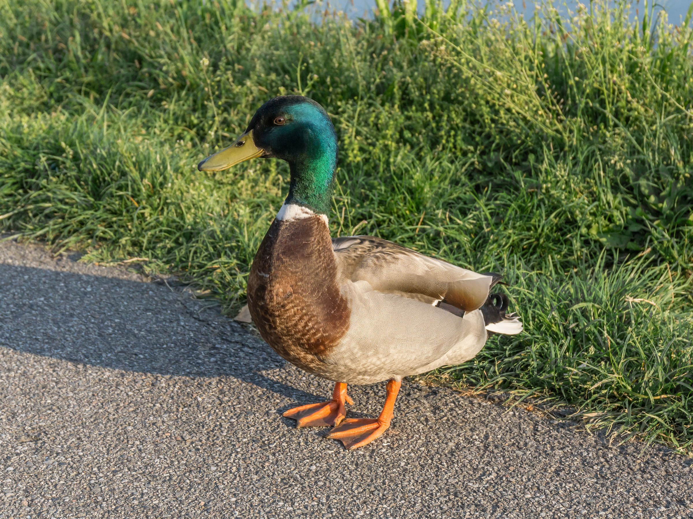 Young male mallard