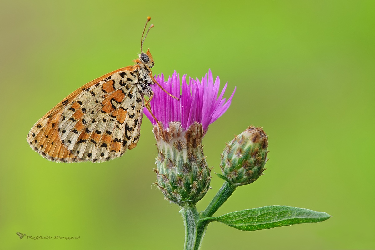Melitaea didyma