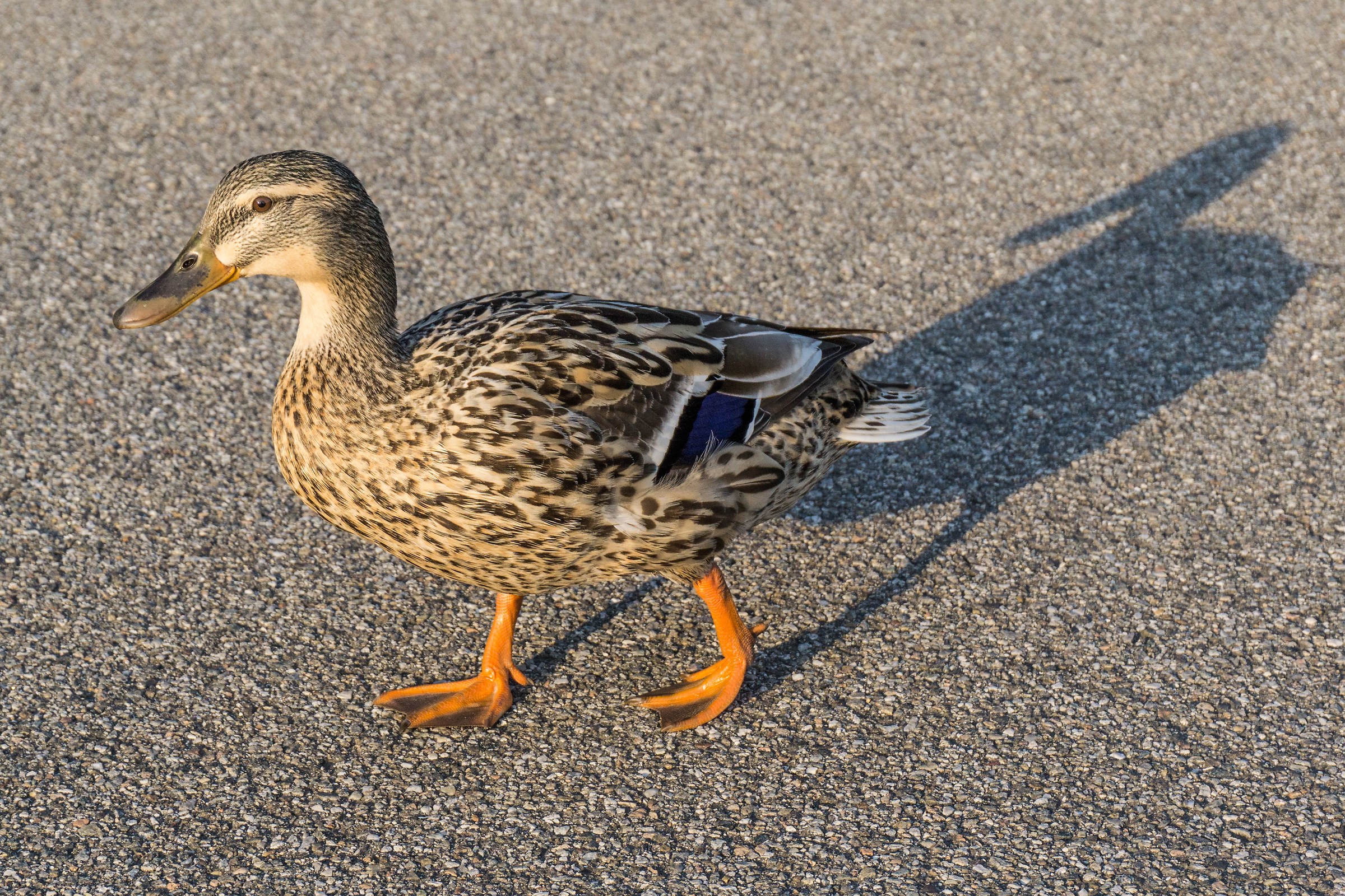 Giovane femmina di Germano sull'alzaia - 3