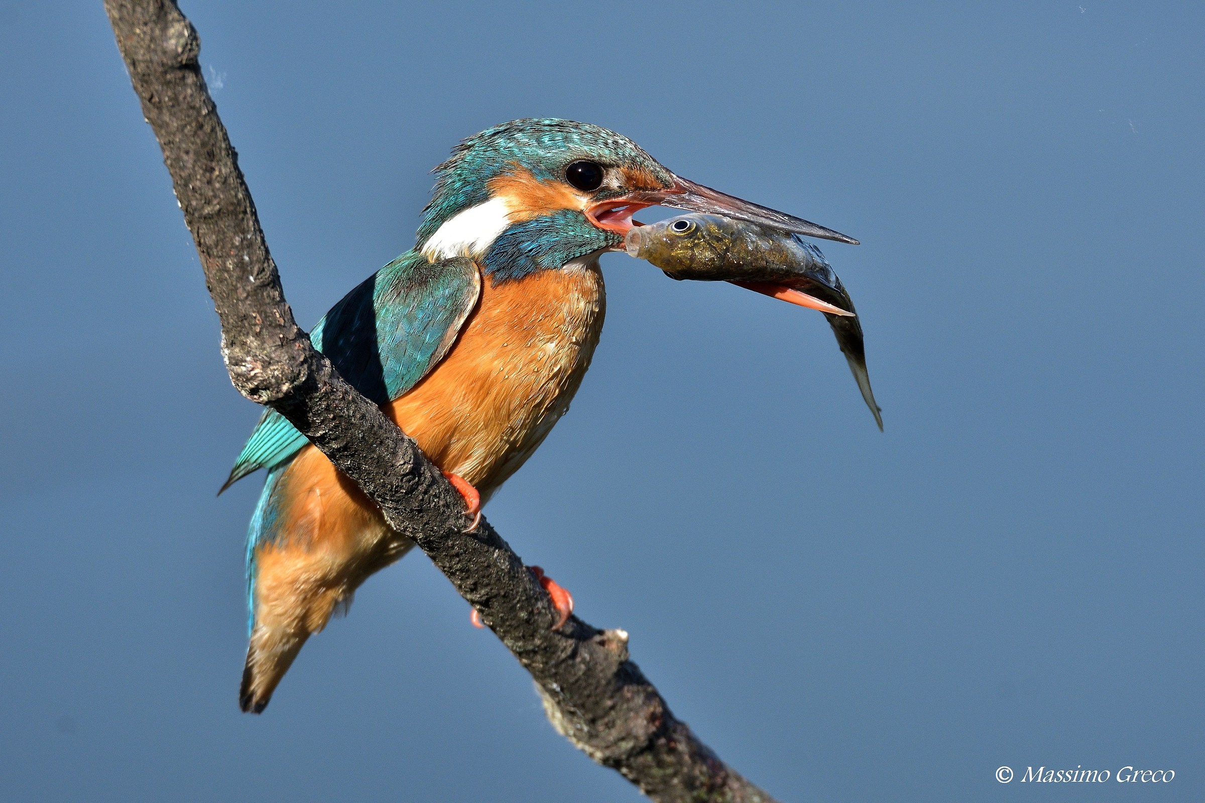 Martin pescatore - Femmina