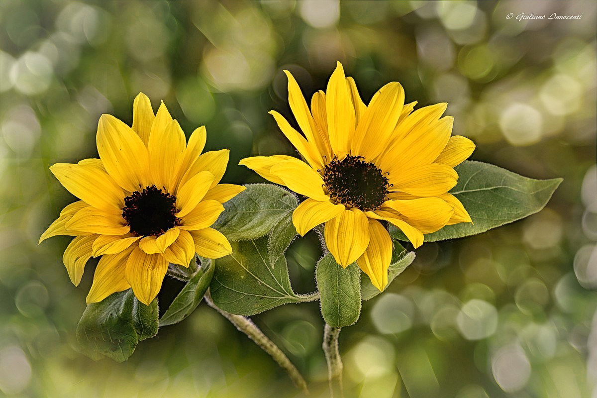 Vi presento i gemelli Girasole