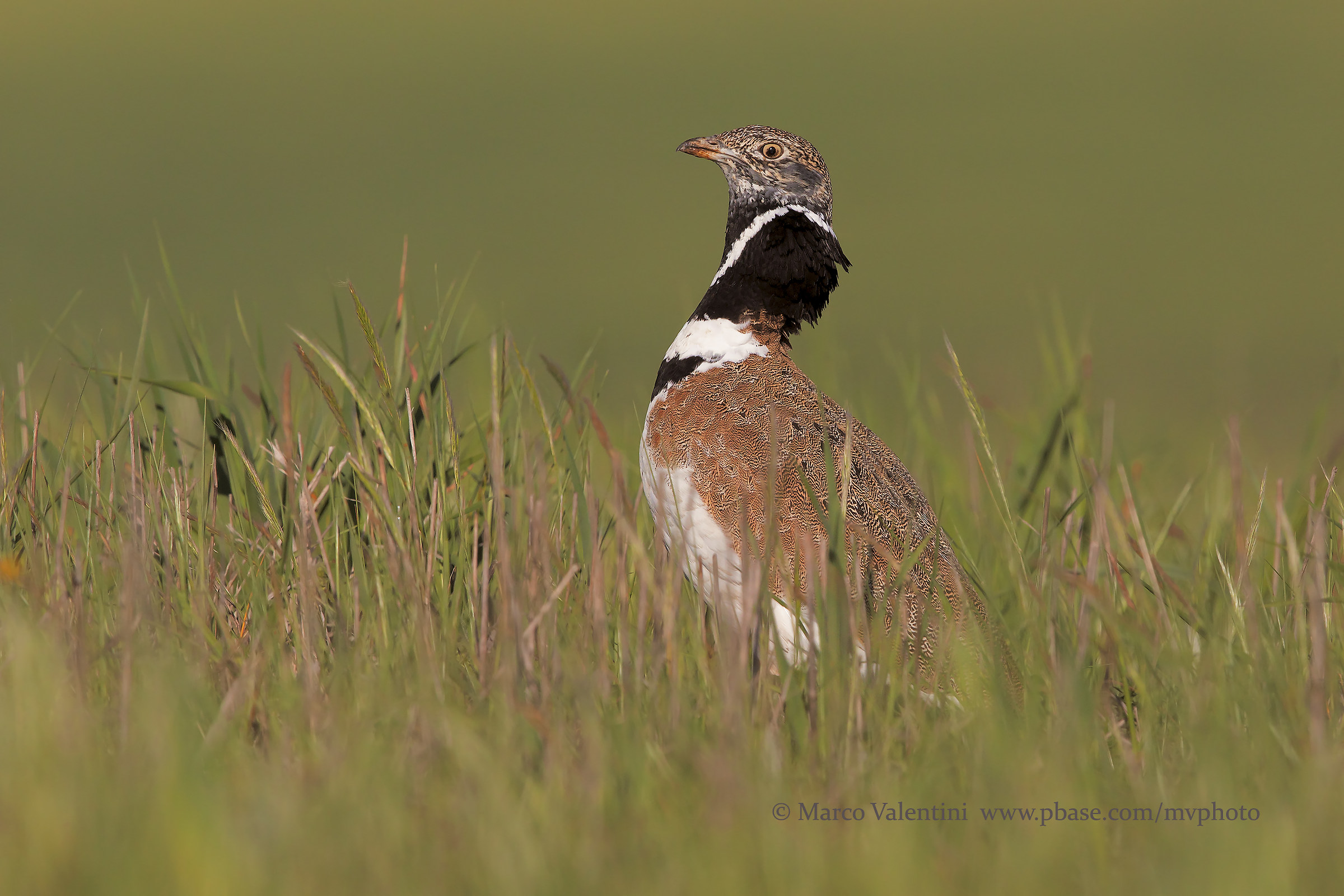 Meeting with the Bustard