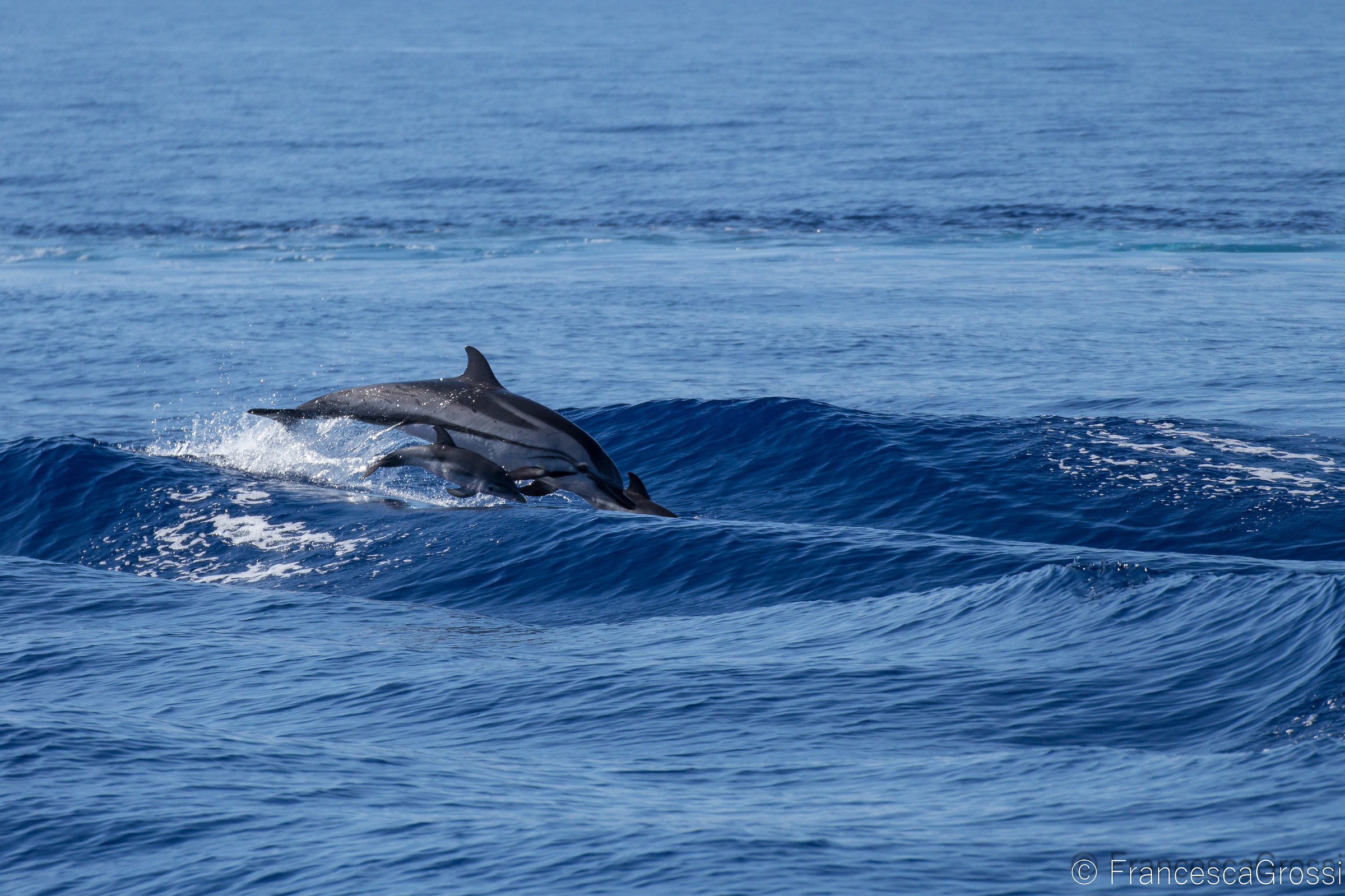Stenella coeruleoalba con piccolo