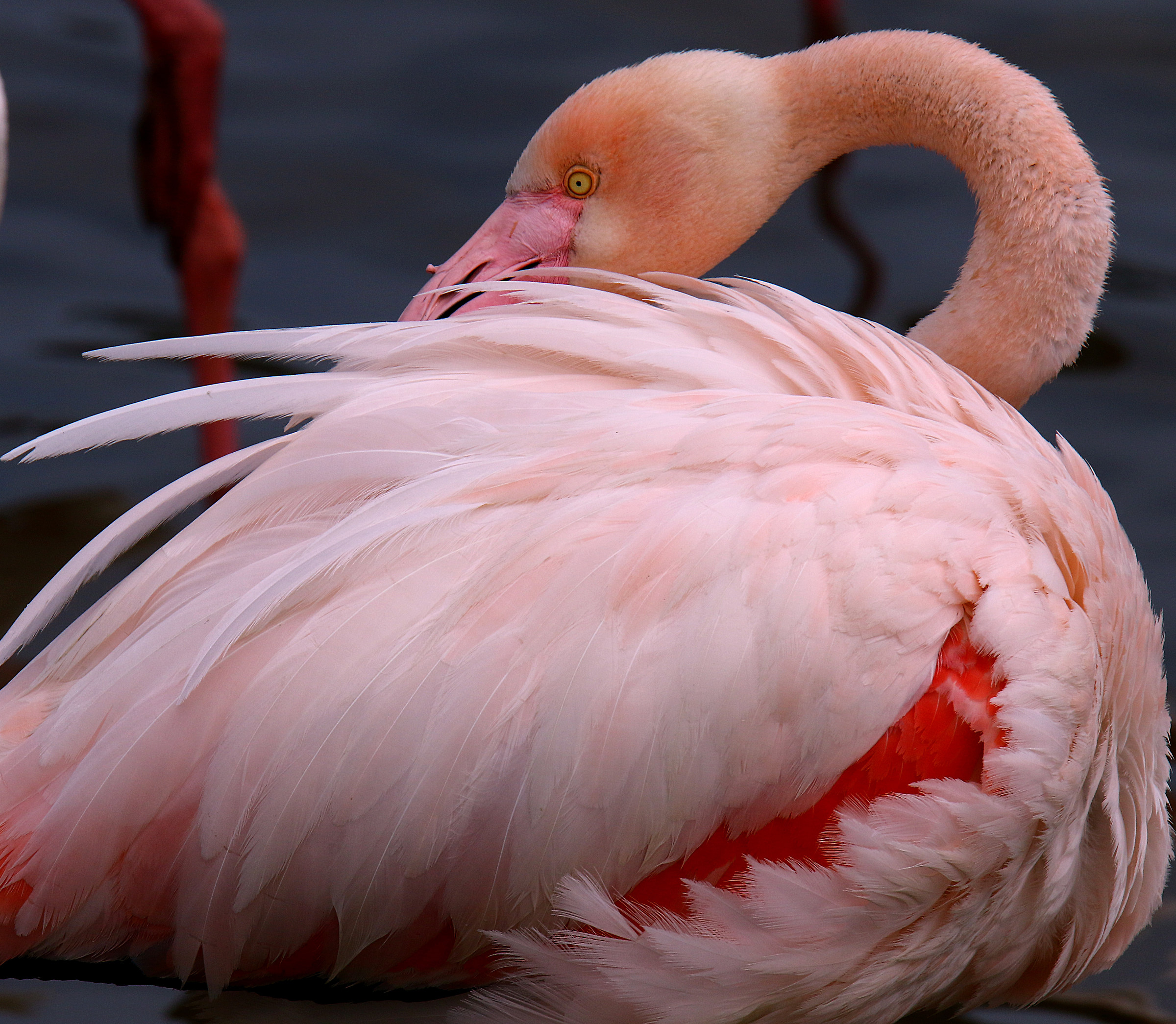 Portrait of Pink Flamingo Sicily.