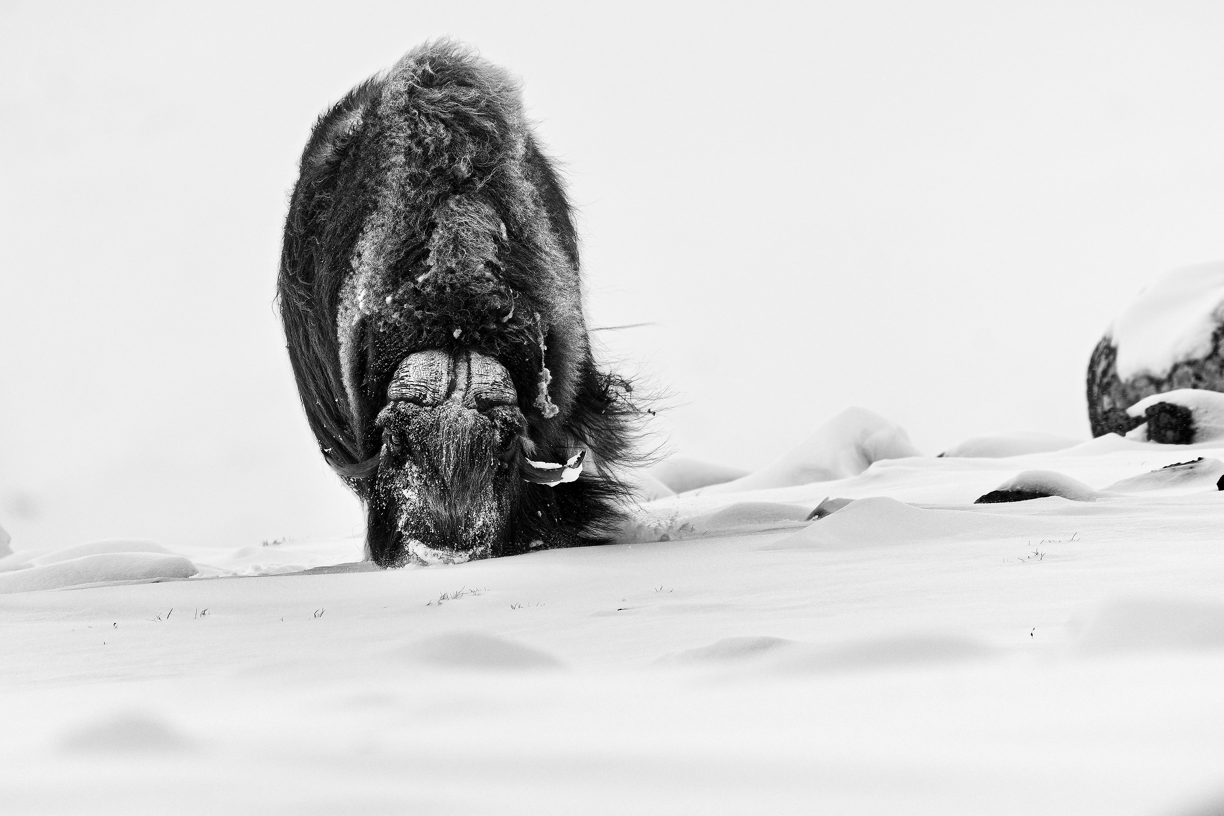 Muskox