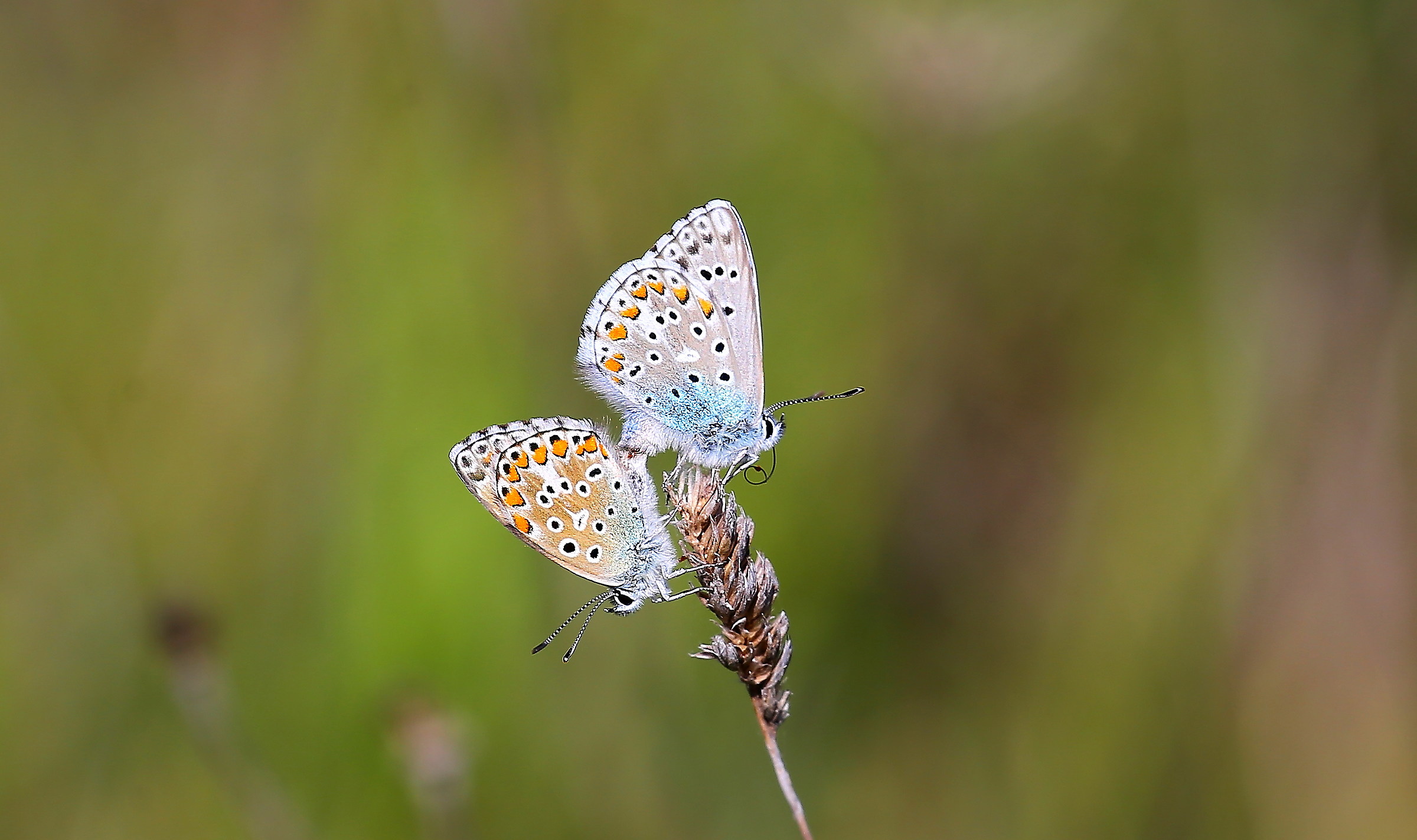 propagation of the species
