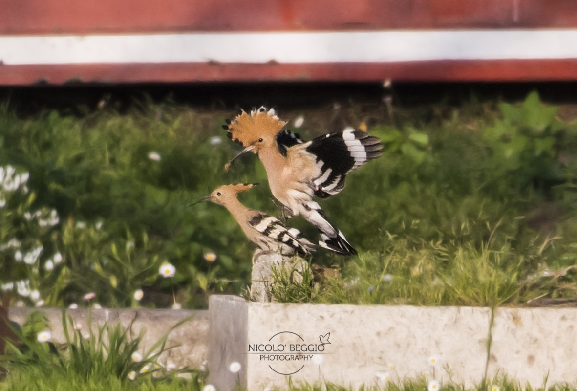 Hoopoe Coupling