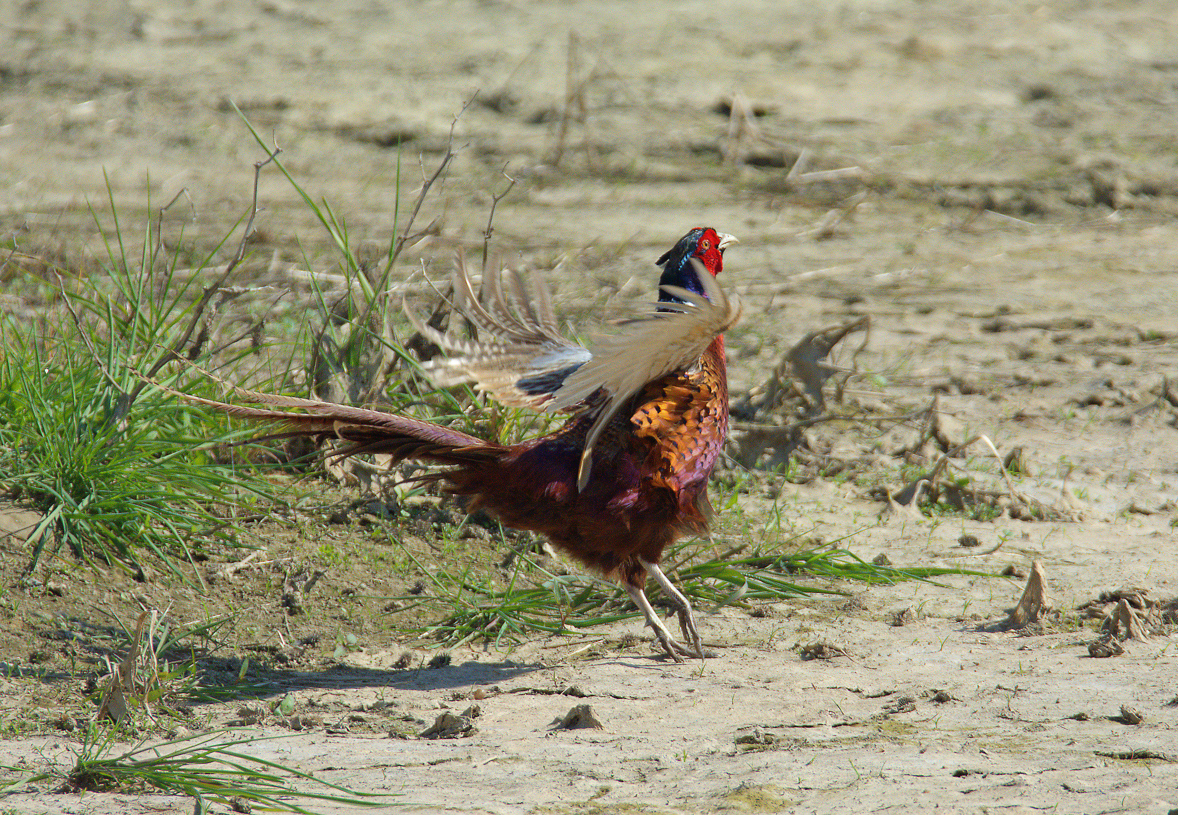 male pheasant