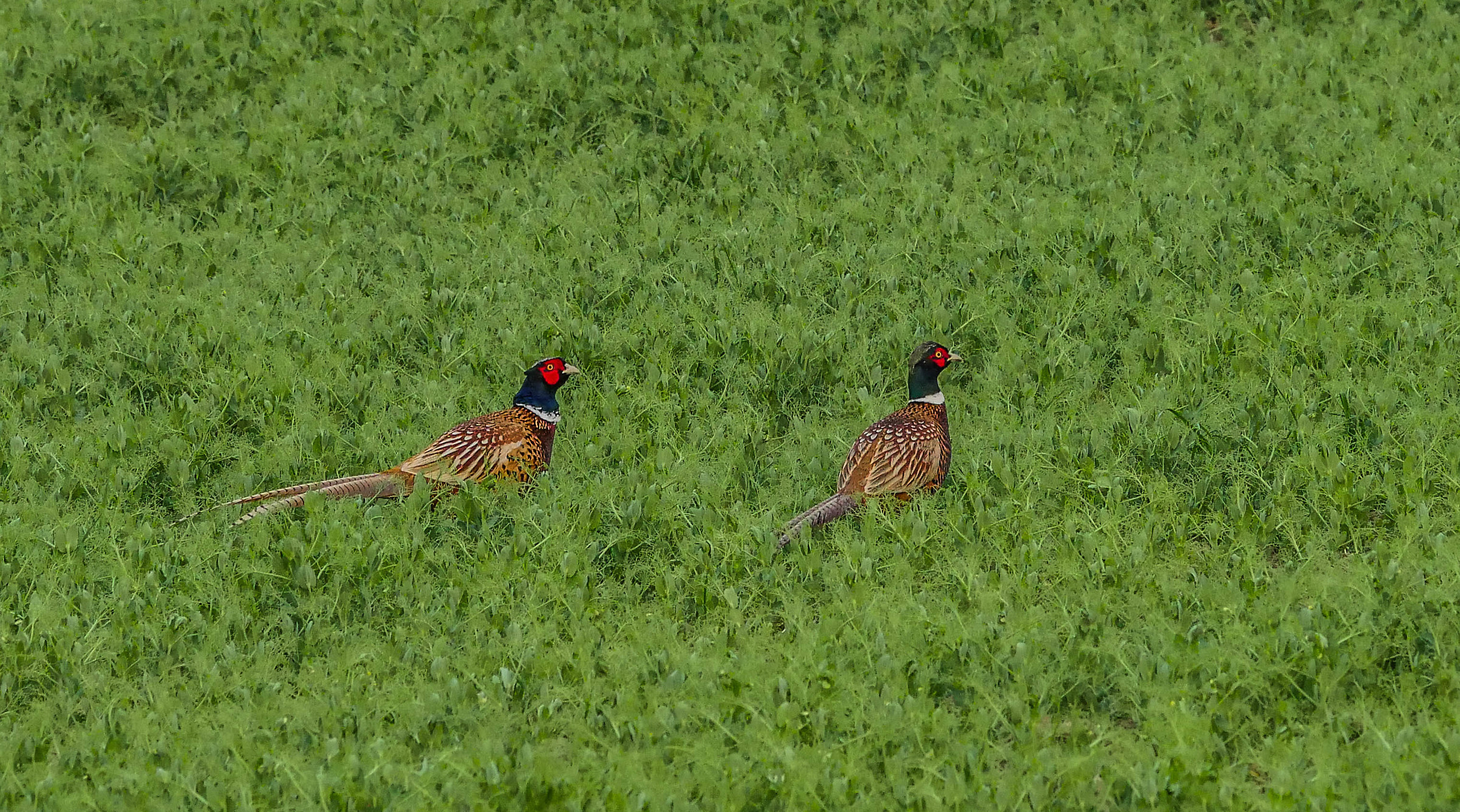 pheasants