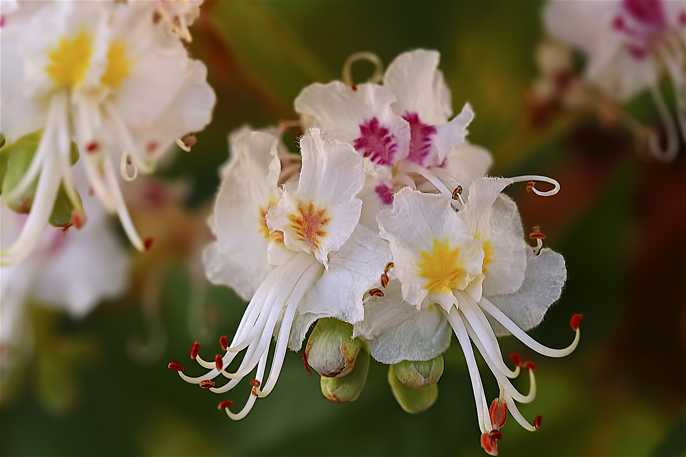 I fiori del mio Ippocastano