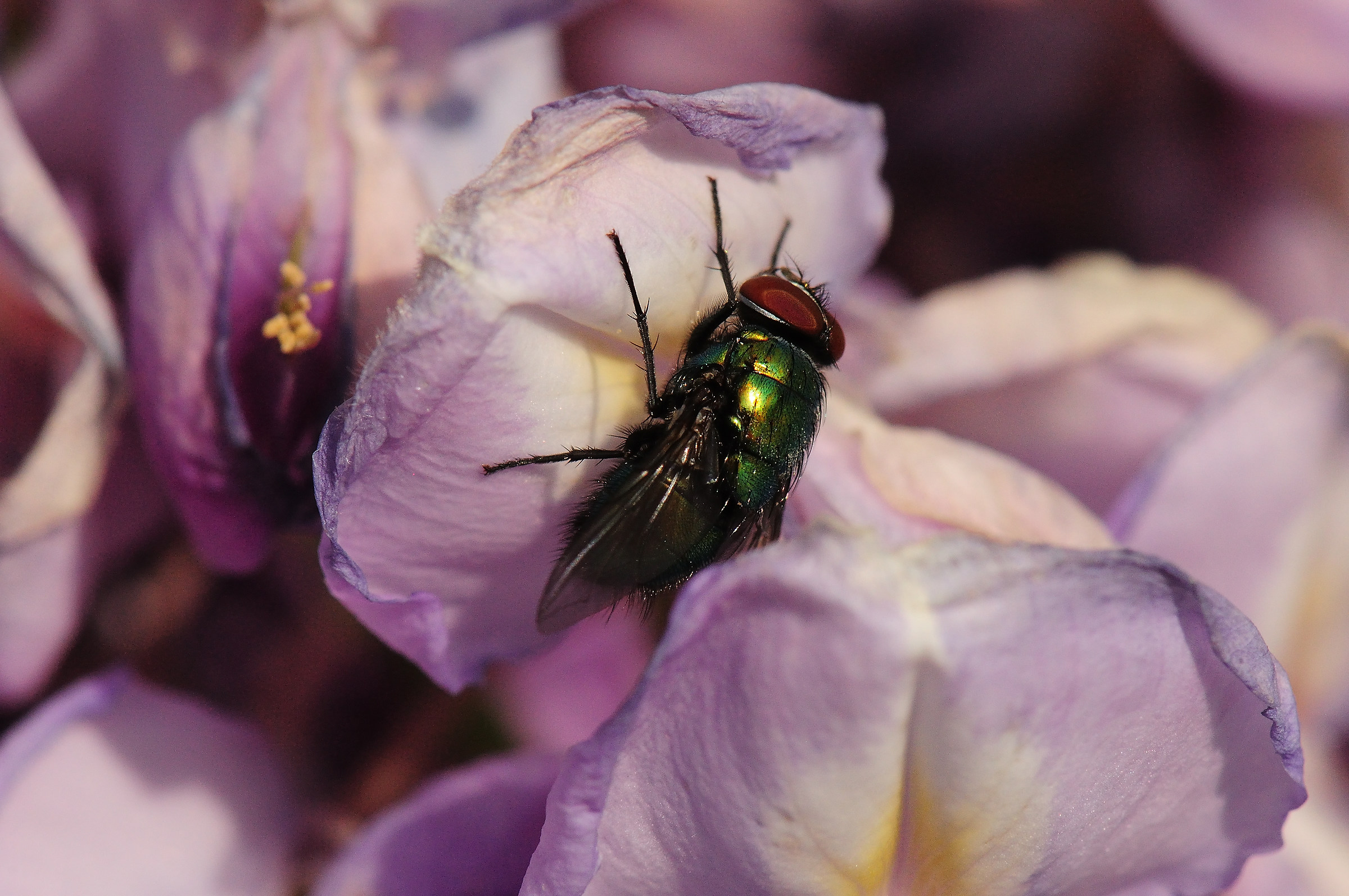 Moscow carnivorous on Wisteria
