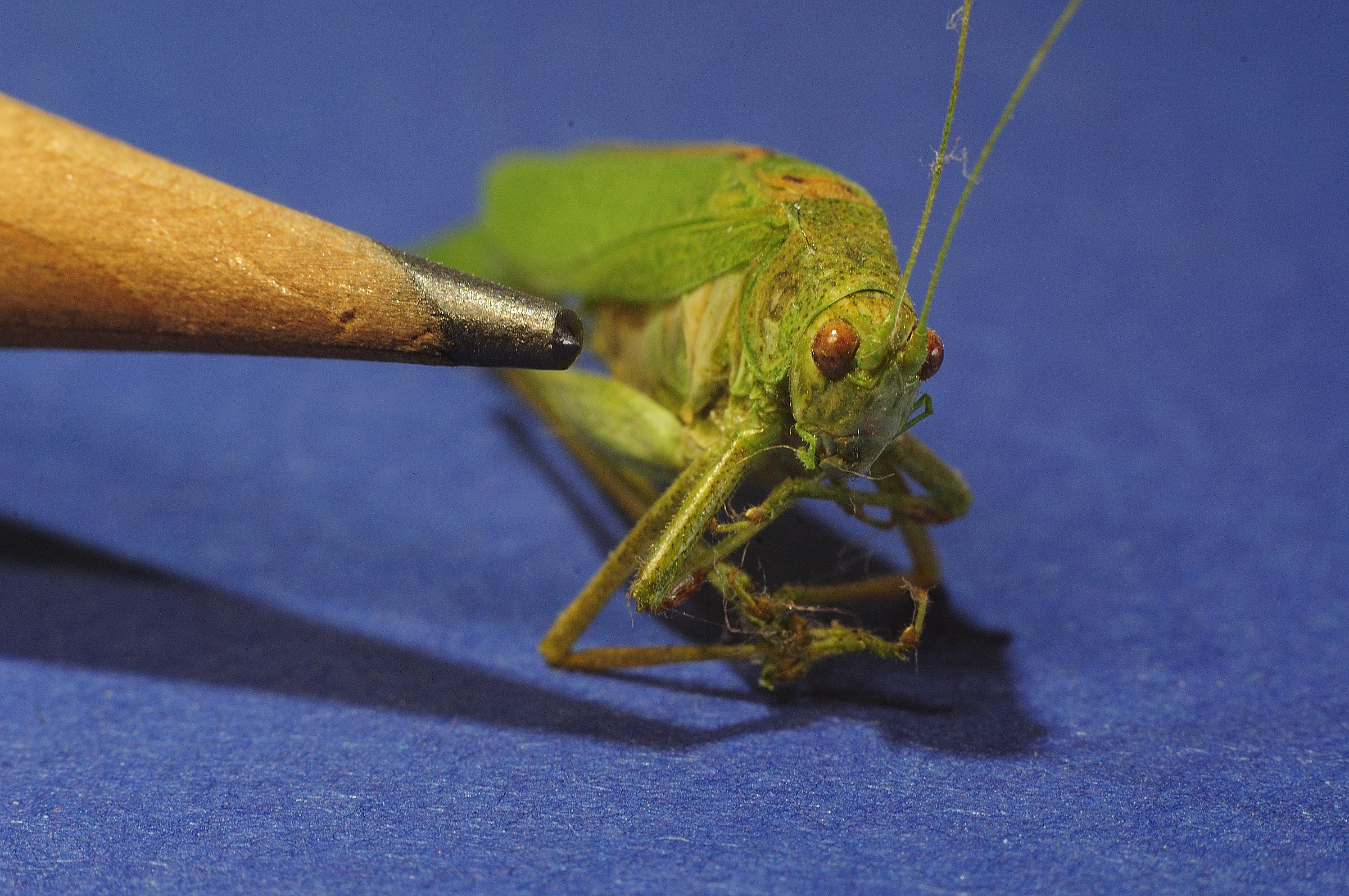 Piccola cavalletta morta (Tettigonia viridissima)