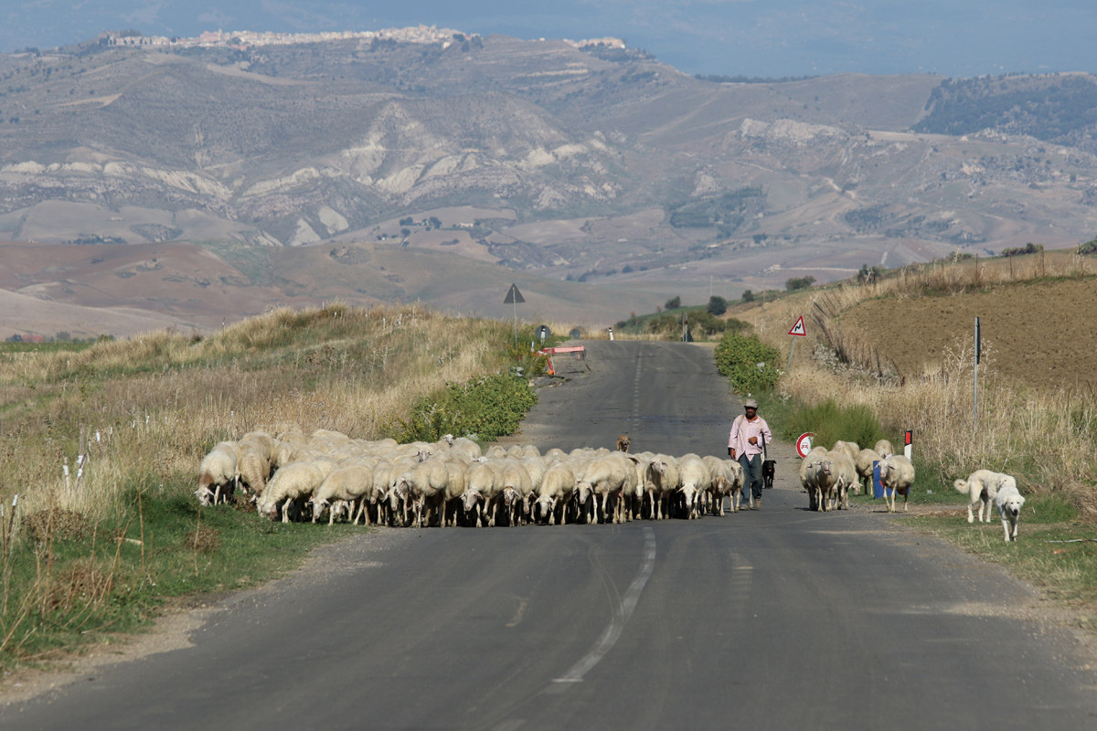 Shepherd and flock near Enna