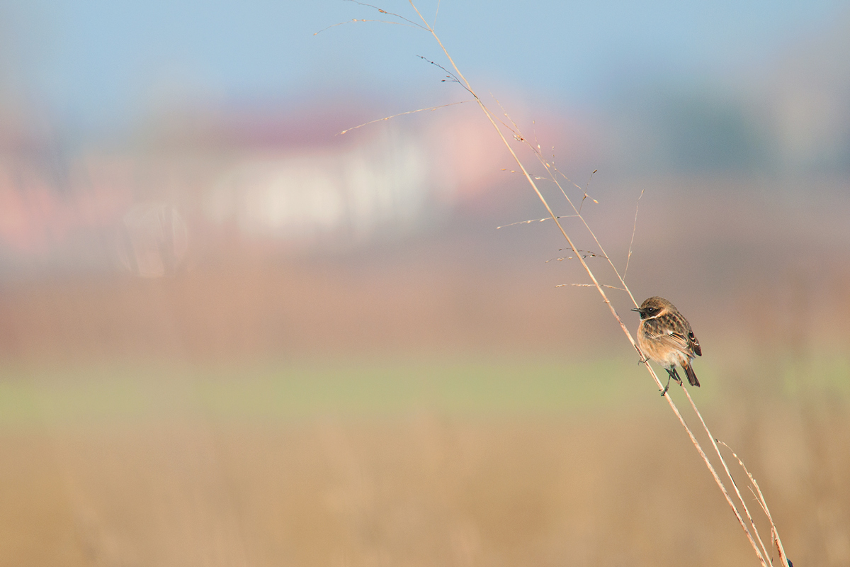 saltimpalo ambientato