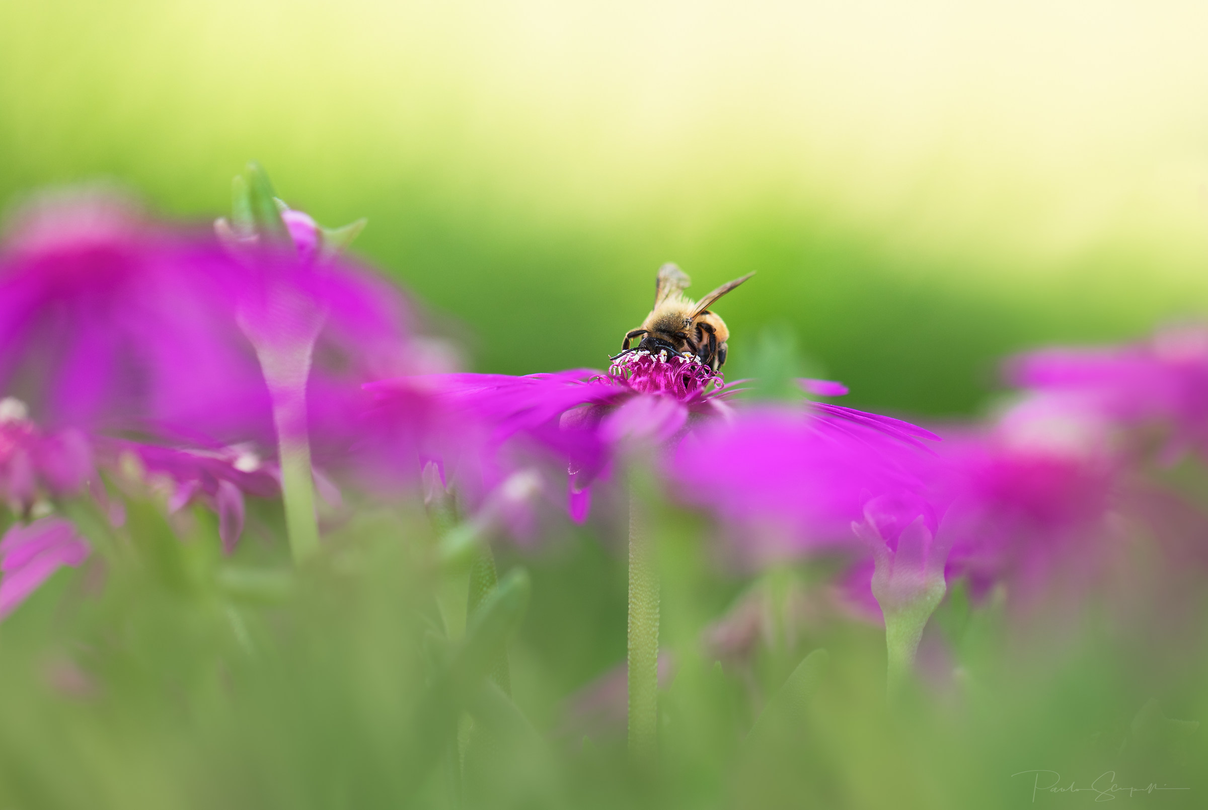 Back to the macro mood