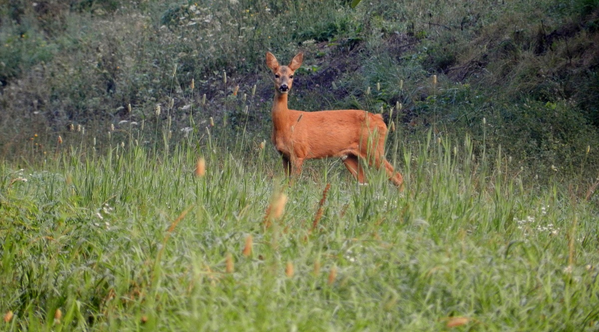 Female deer