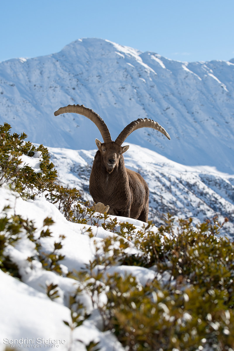 Sultano - Stambecco maschio adulto
