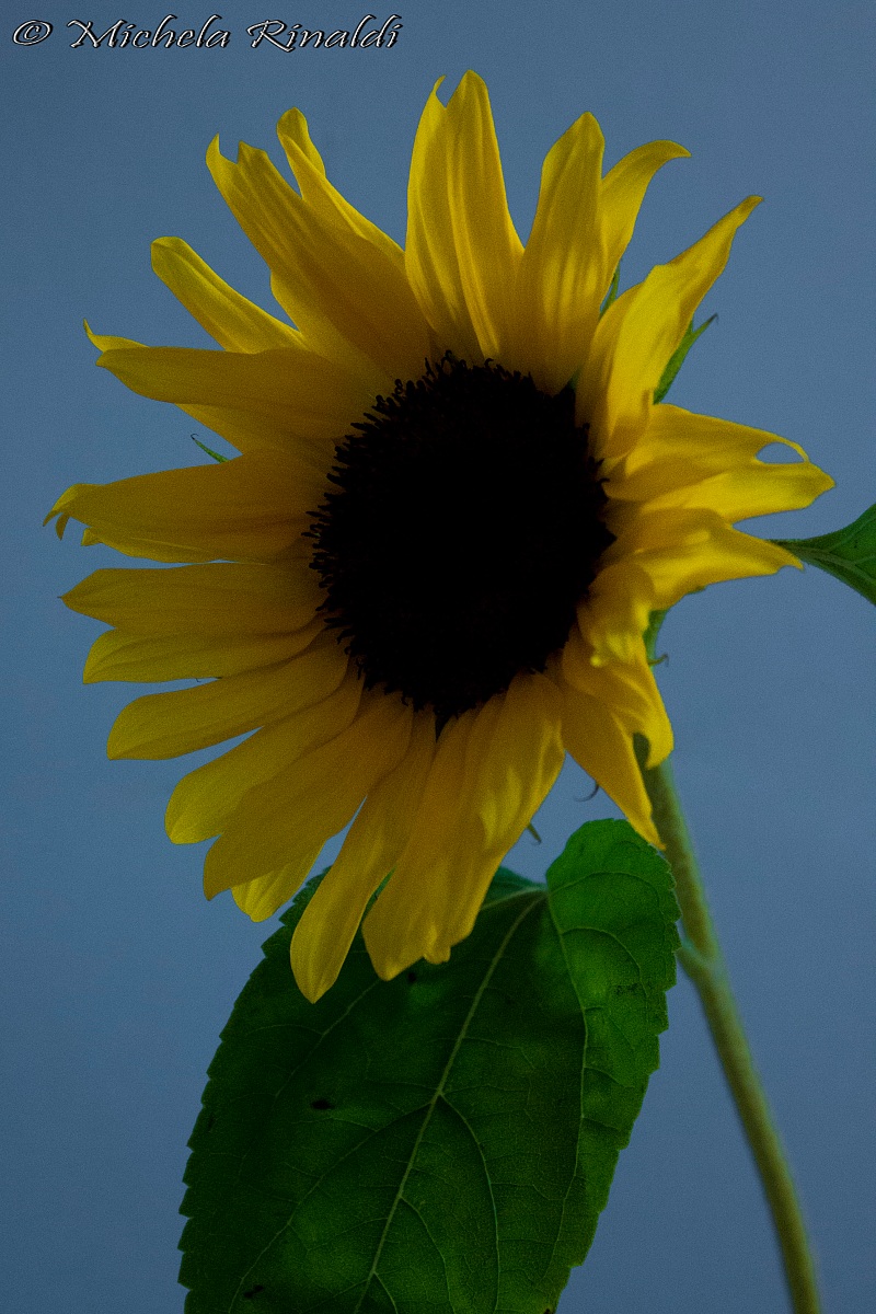Girasole