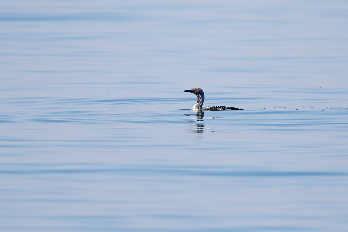 Red-throated Loon