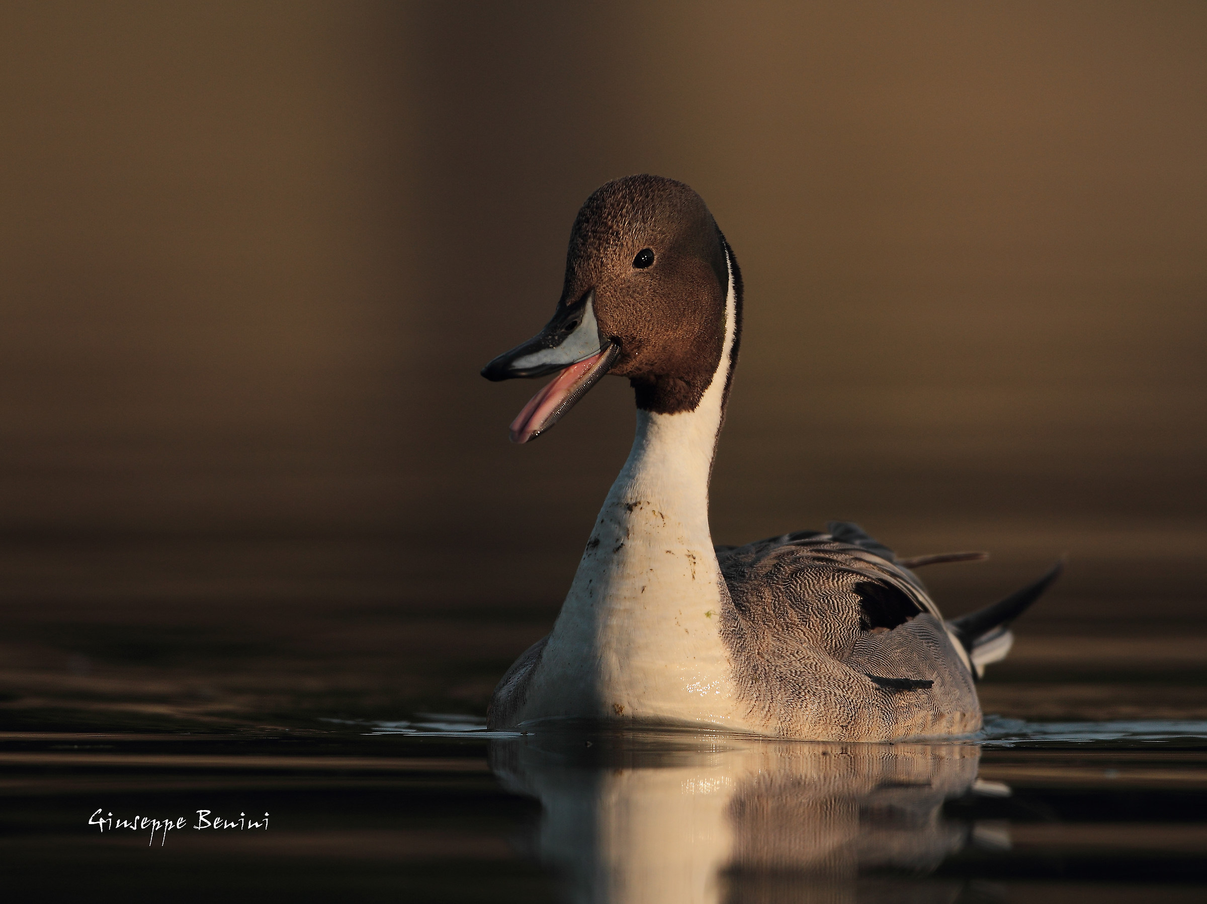 Pintail