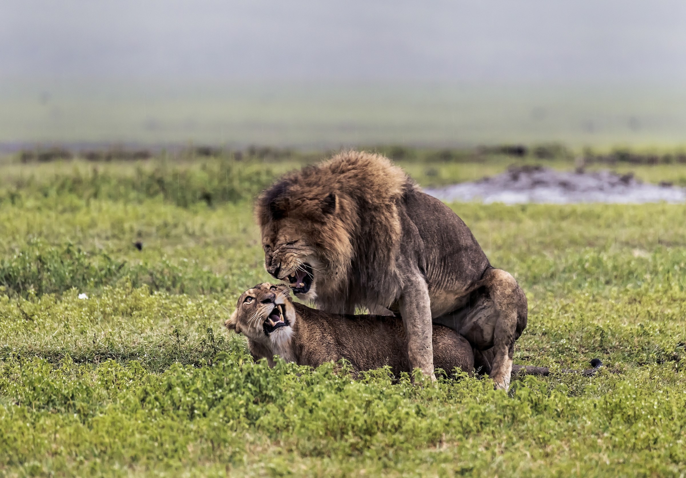 Tanzania 2017 - Amore sotto la pioggia