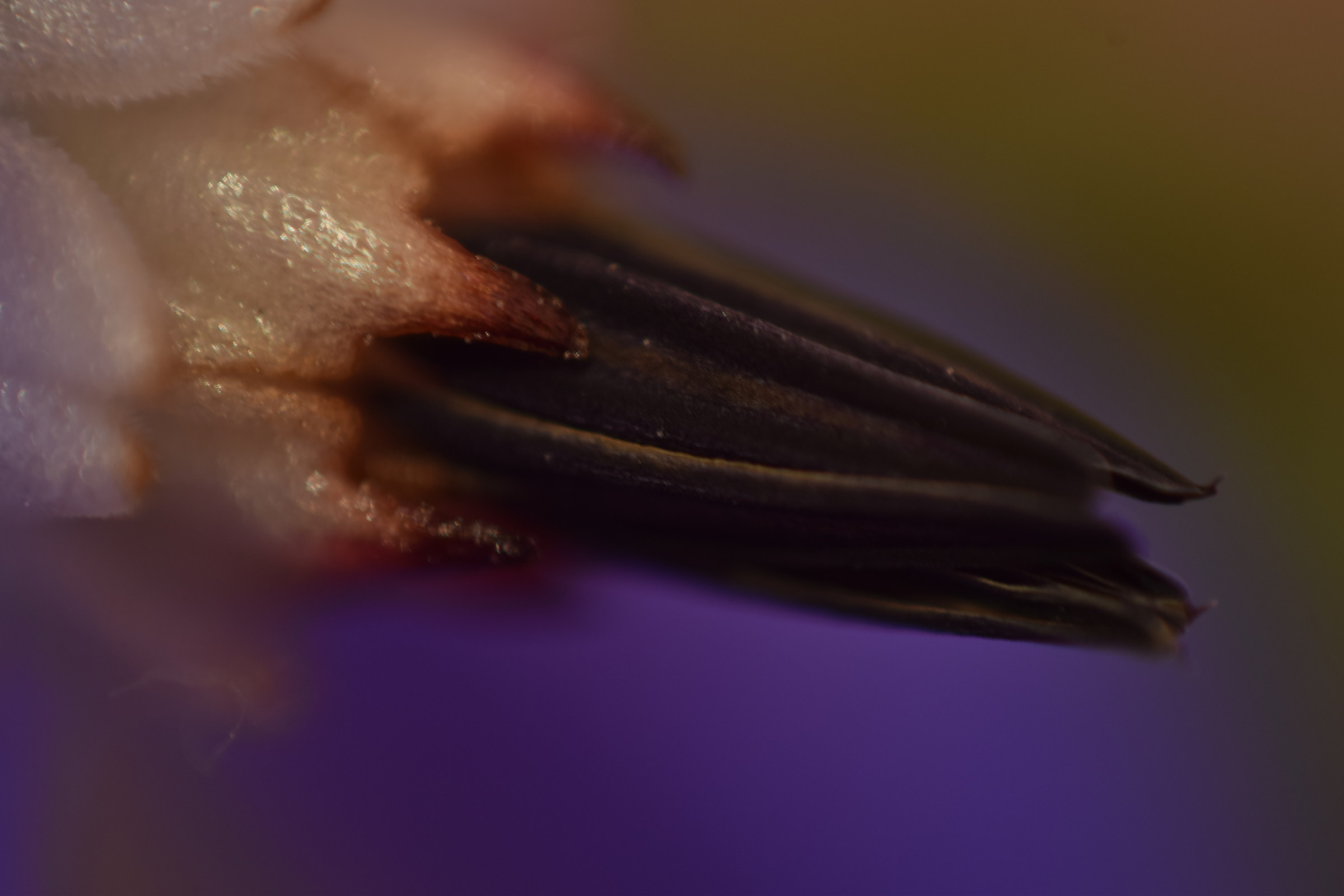 Flower of Borragine.Particolare