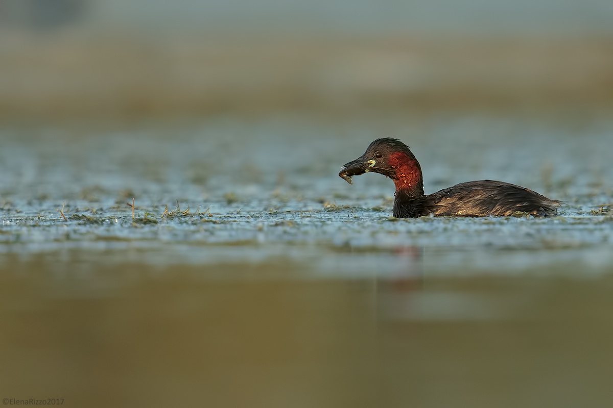 Little Grebe