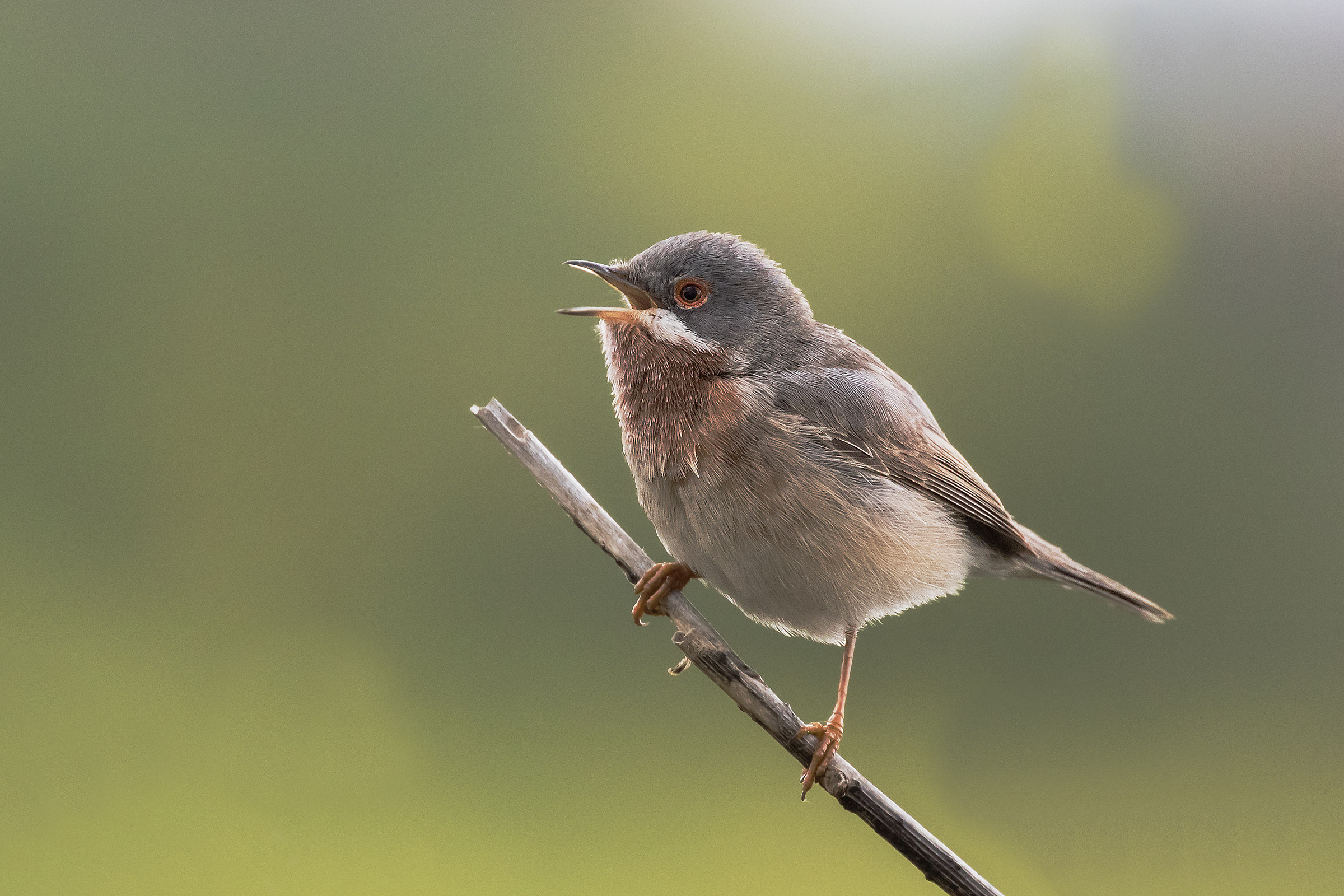 subalpine Warbler