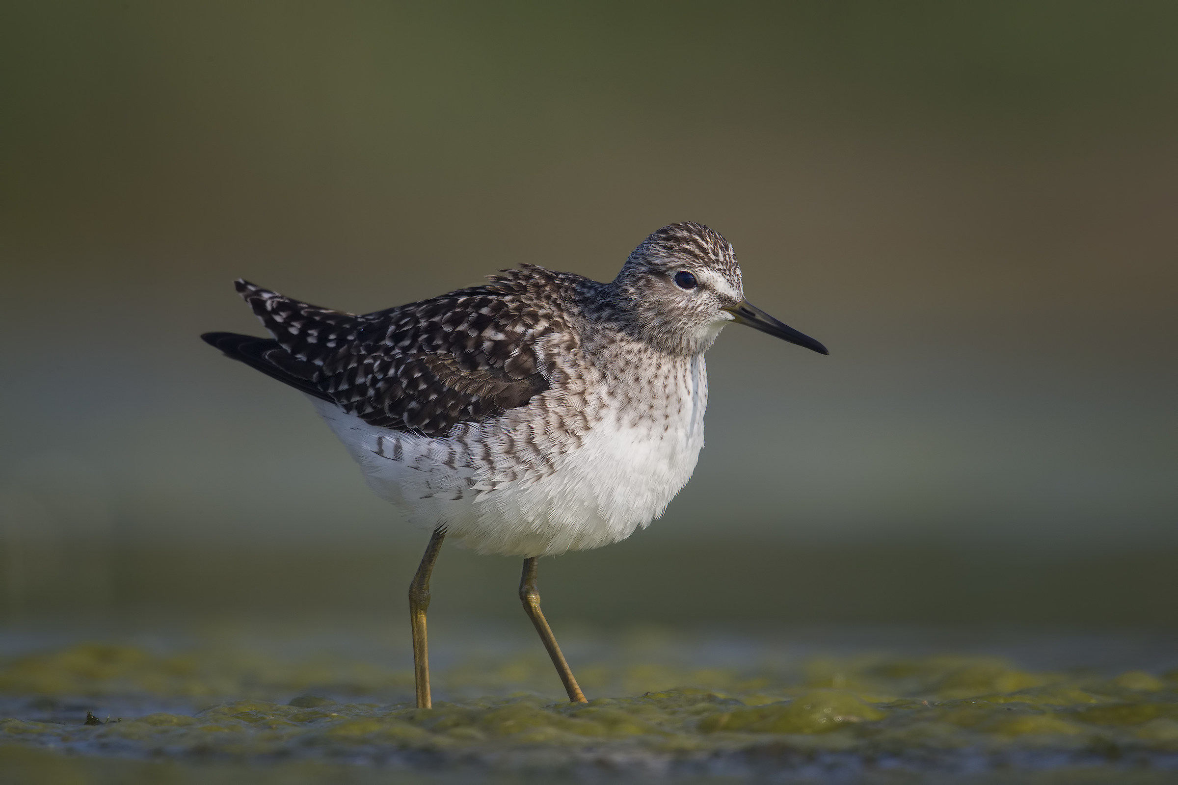 Wood Sandpiper