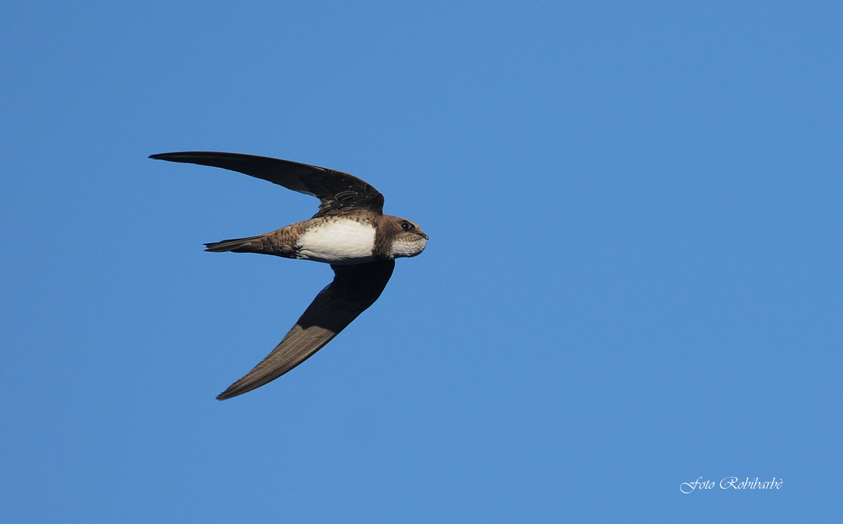 Alpine Swift ...