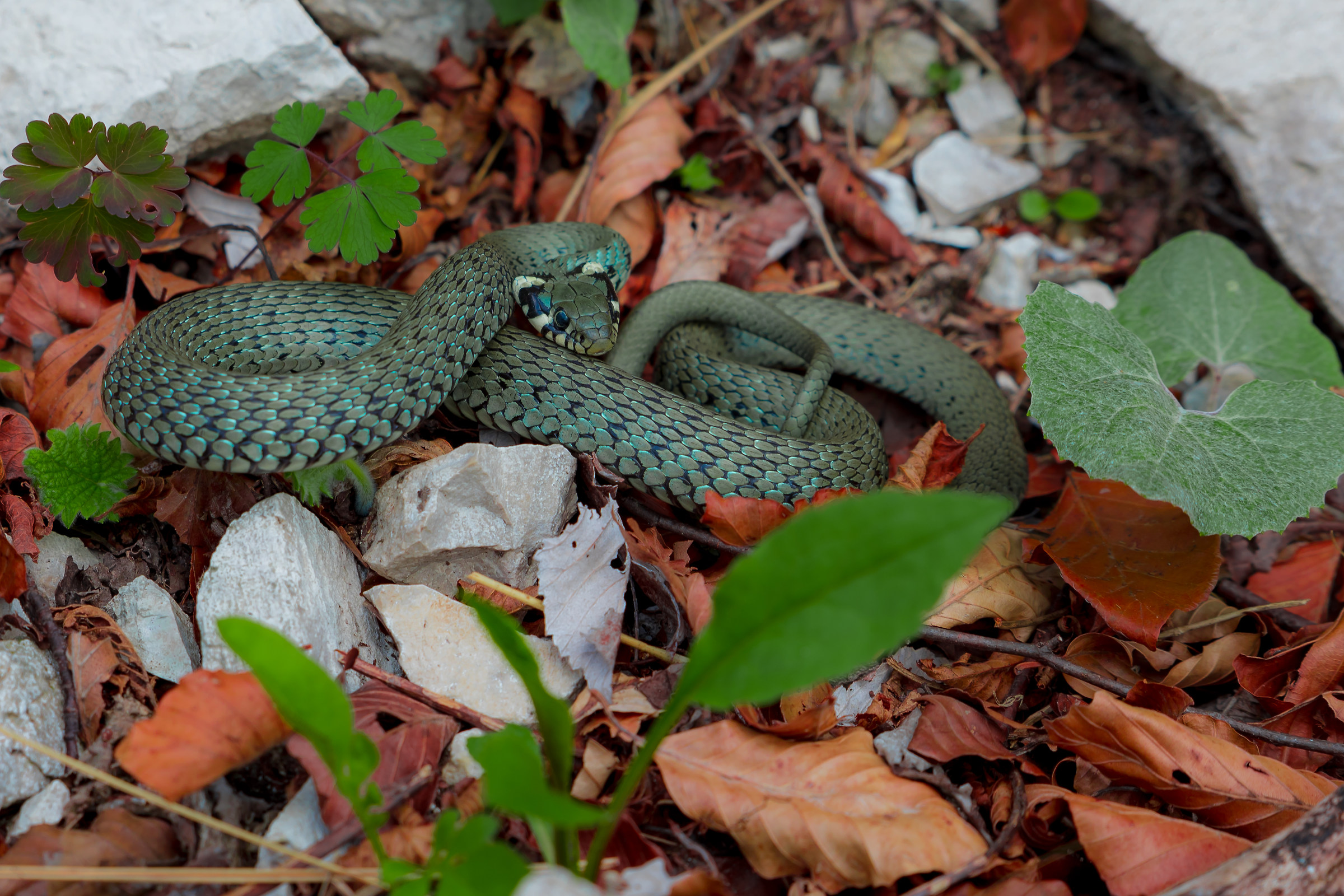 Posizione di attacco