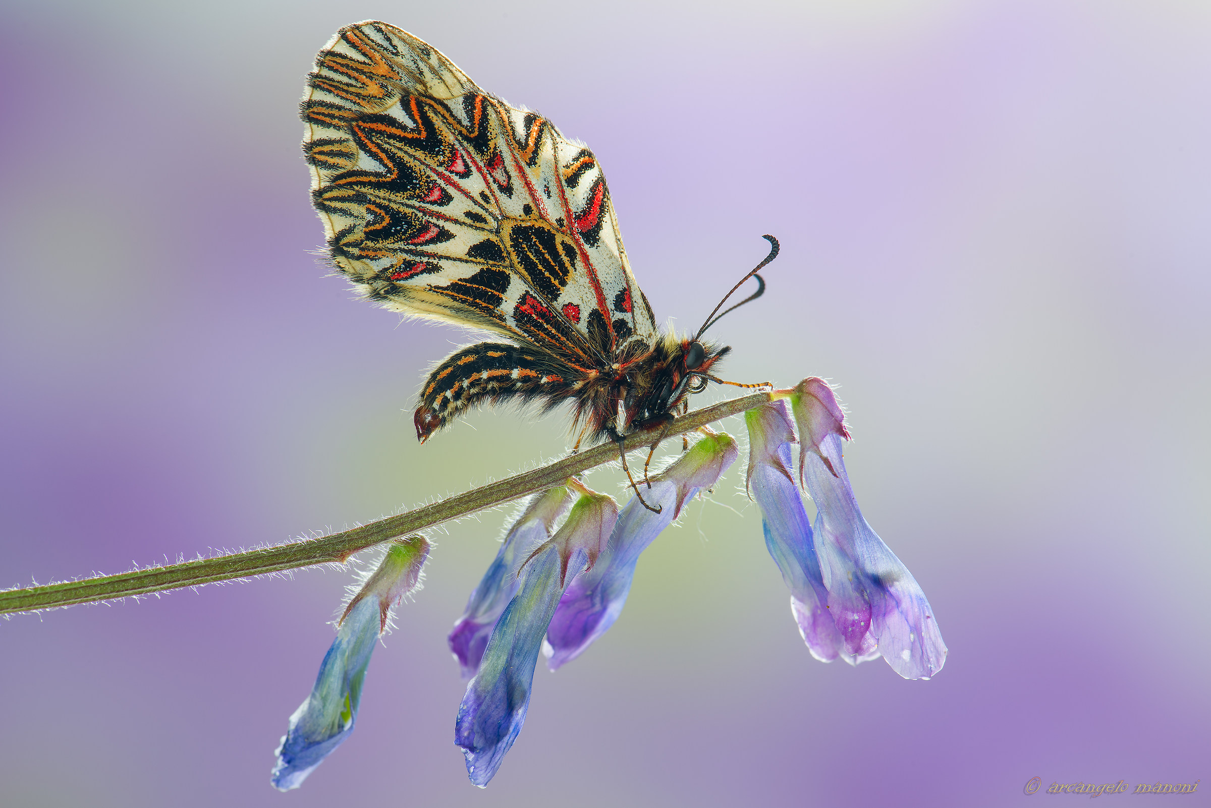 Un pallottoliere per la zeryntia