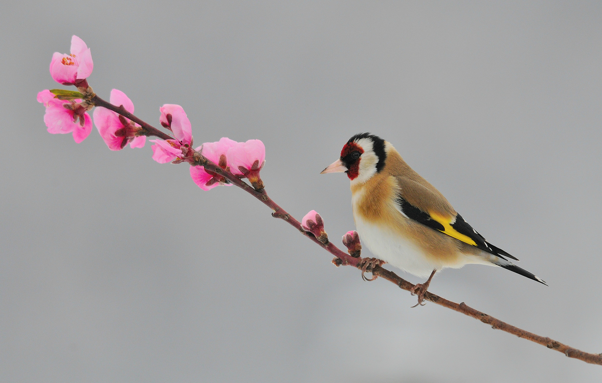 Cardellino in rosa...