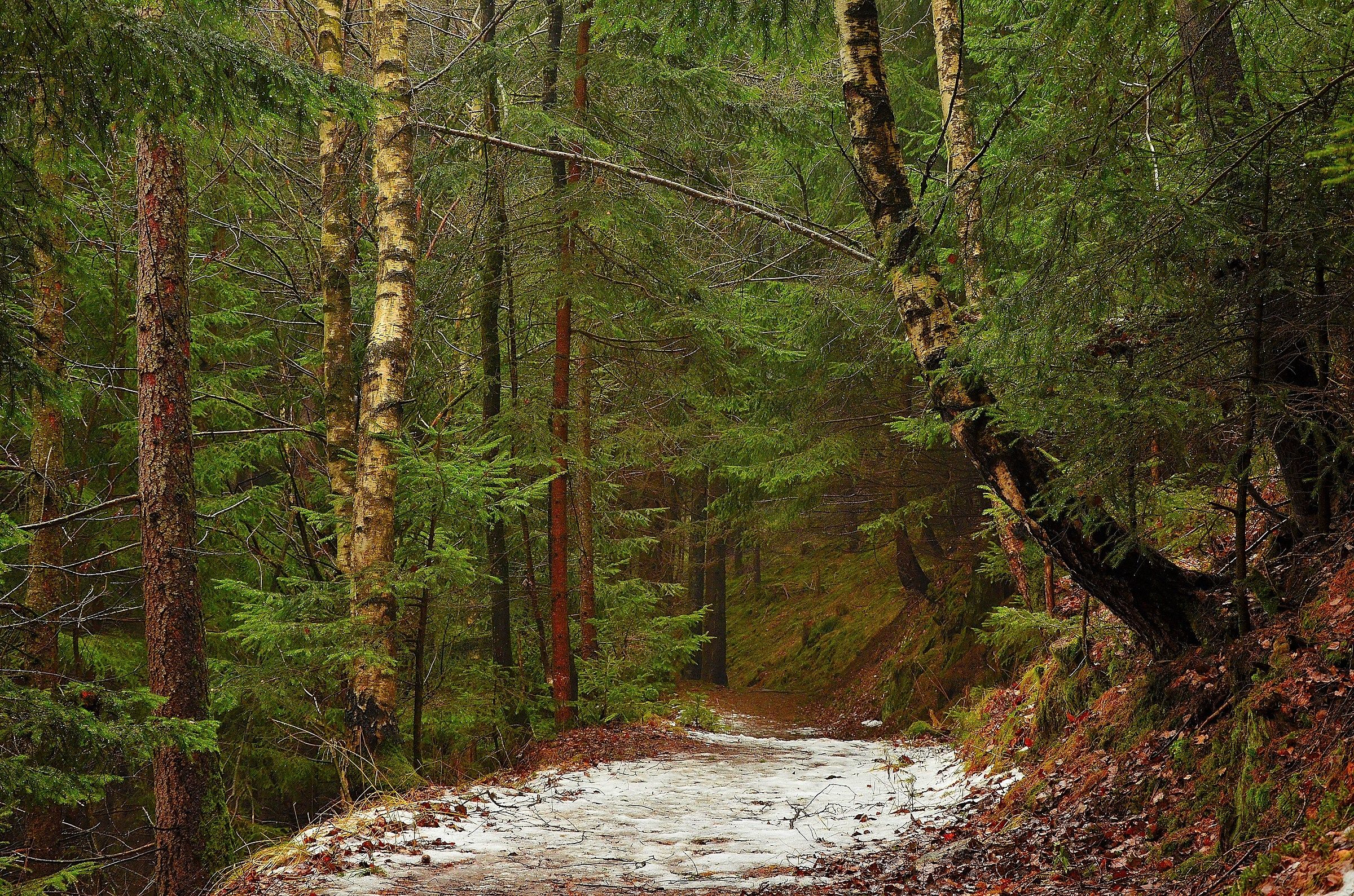 Sentiero nel bosco ( Campo di Trens) Alto adige