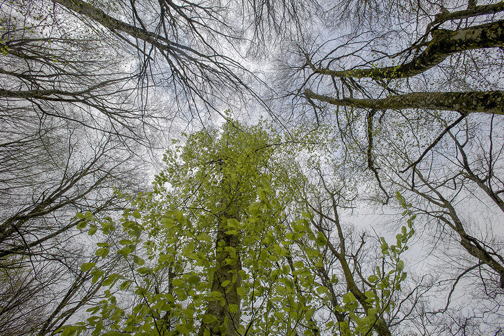 first leaves of spring