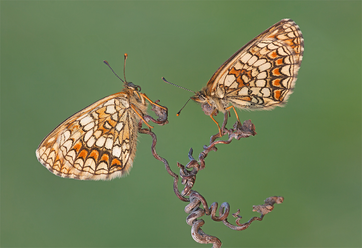 Prima coppia - mellicta athalia